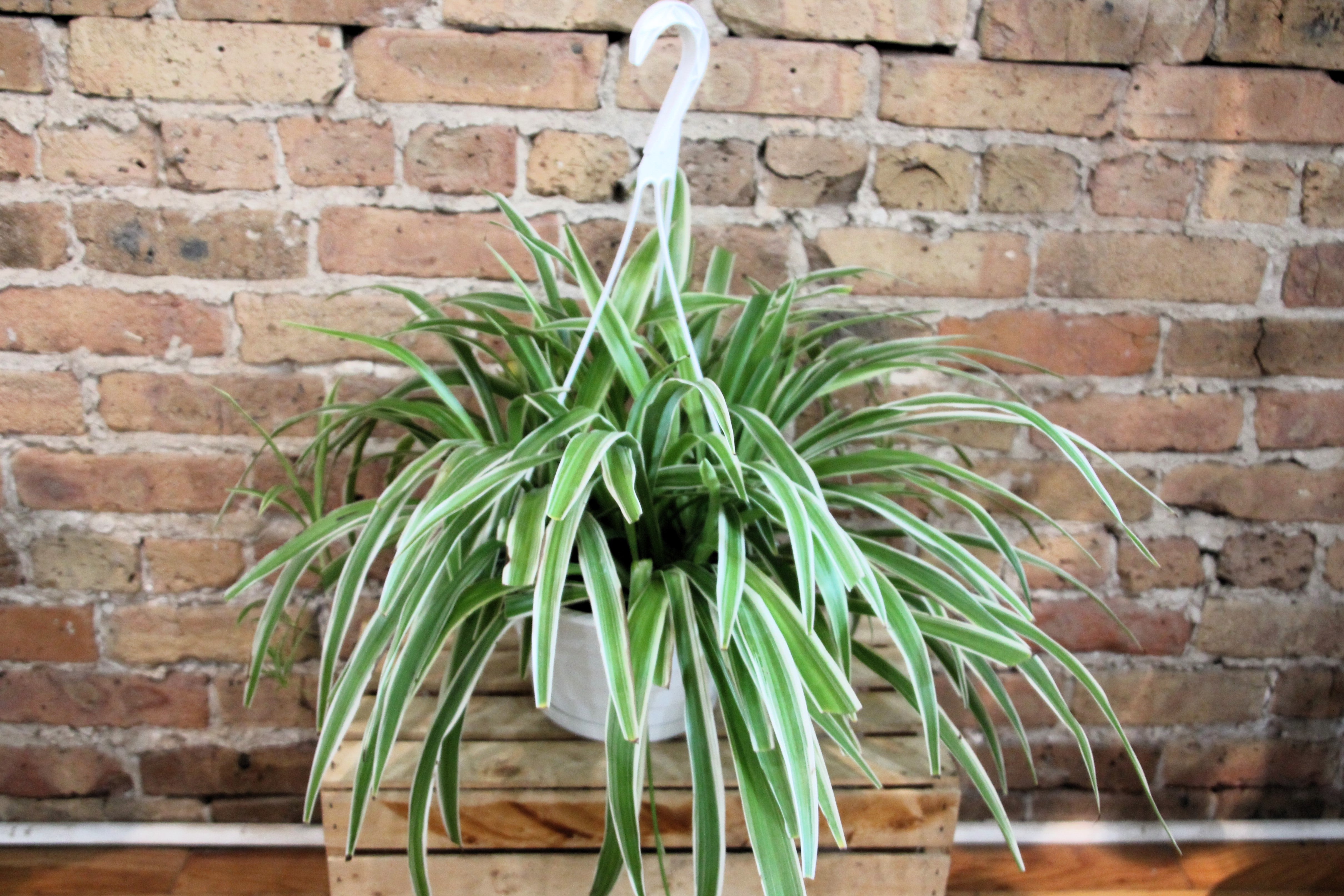 spider plant wall Spider Plant – Chicago Plants