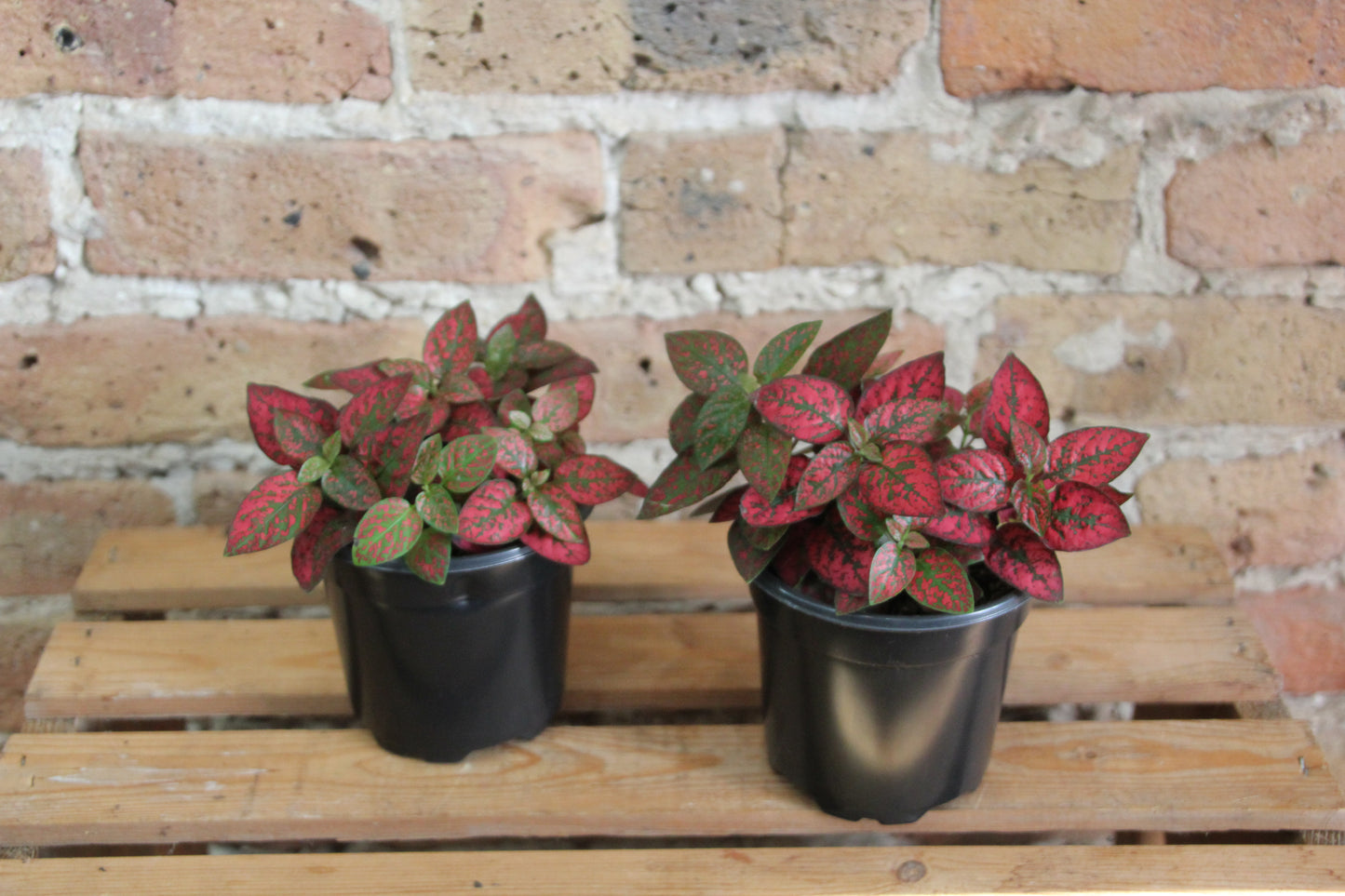 Hypoestes 'Polka Dot Plant'