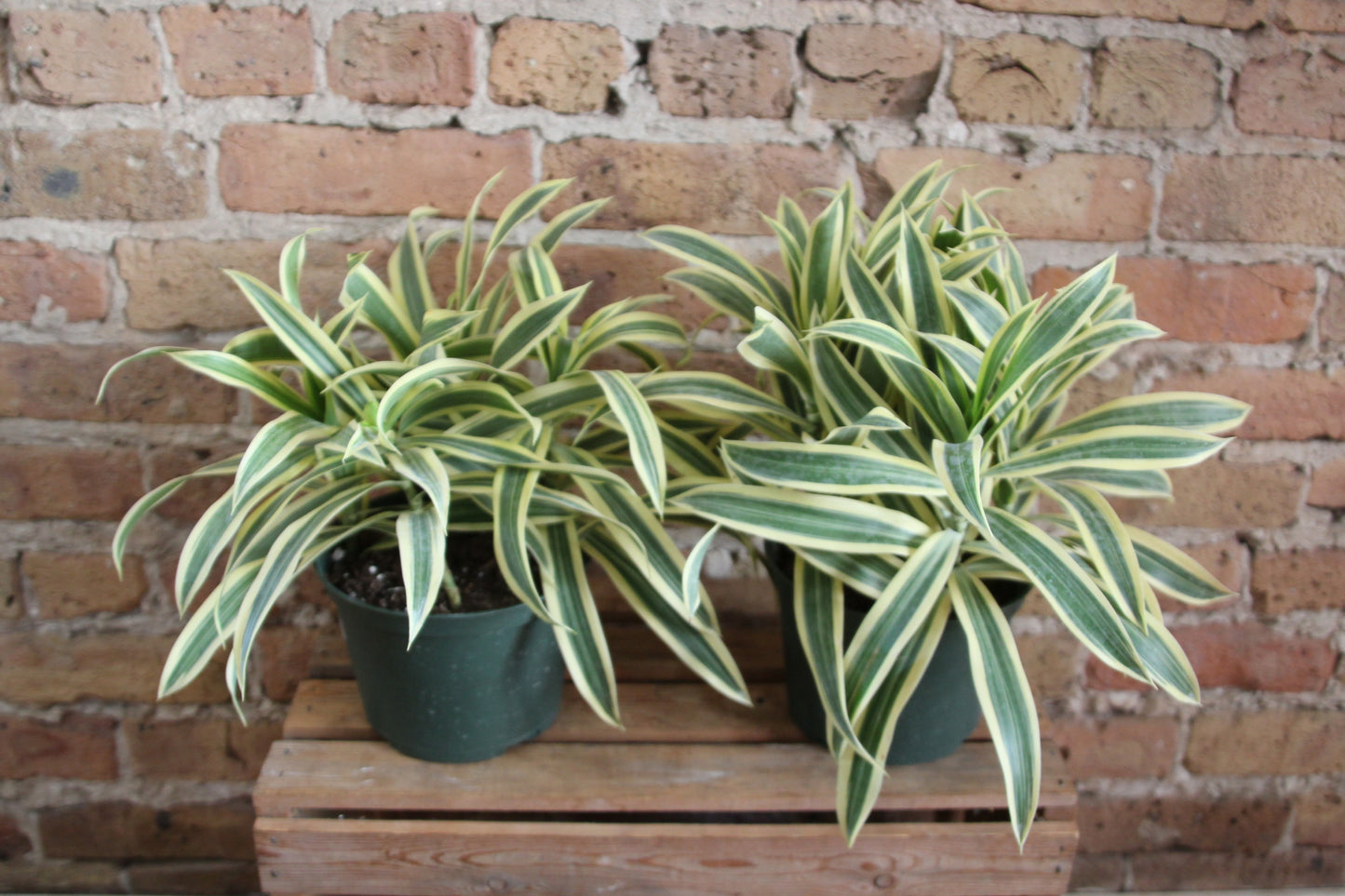 Dracaena Reflexa 'Song of India'