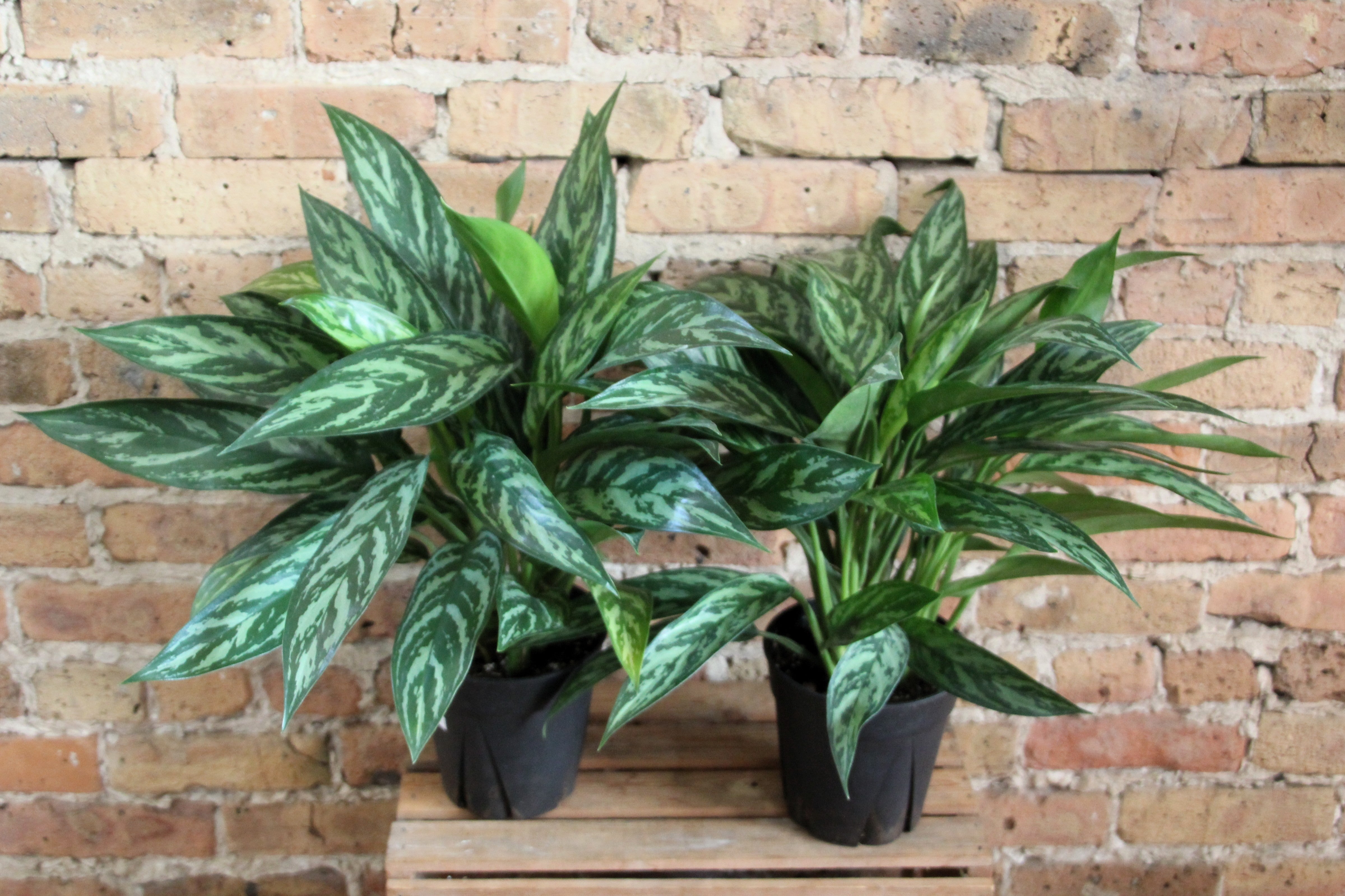 aglaonema maria wikipedia Aglaonema Maria – Chicago Plants