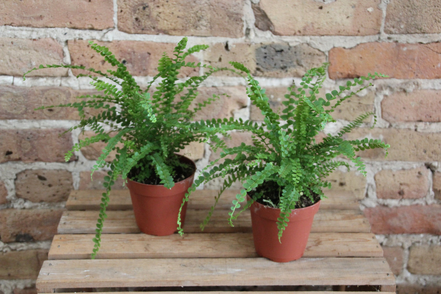 Lemon Button Fern
