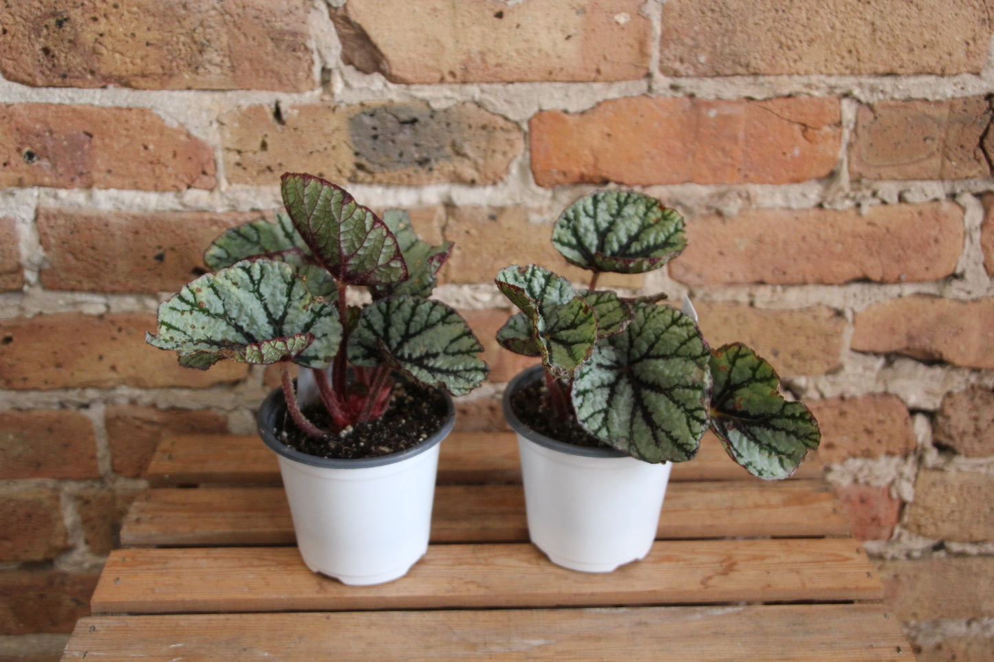 Begonia Rex