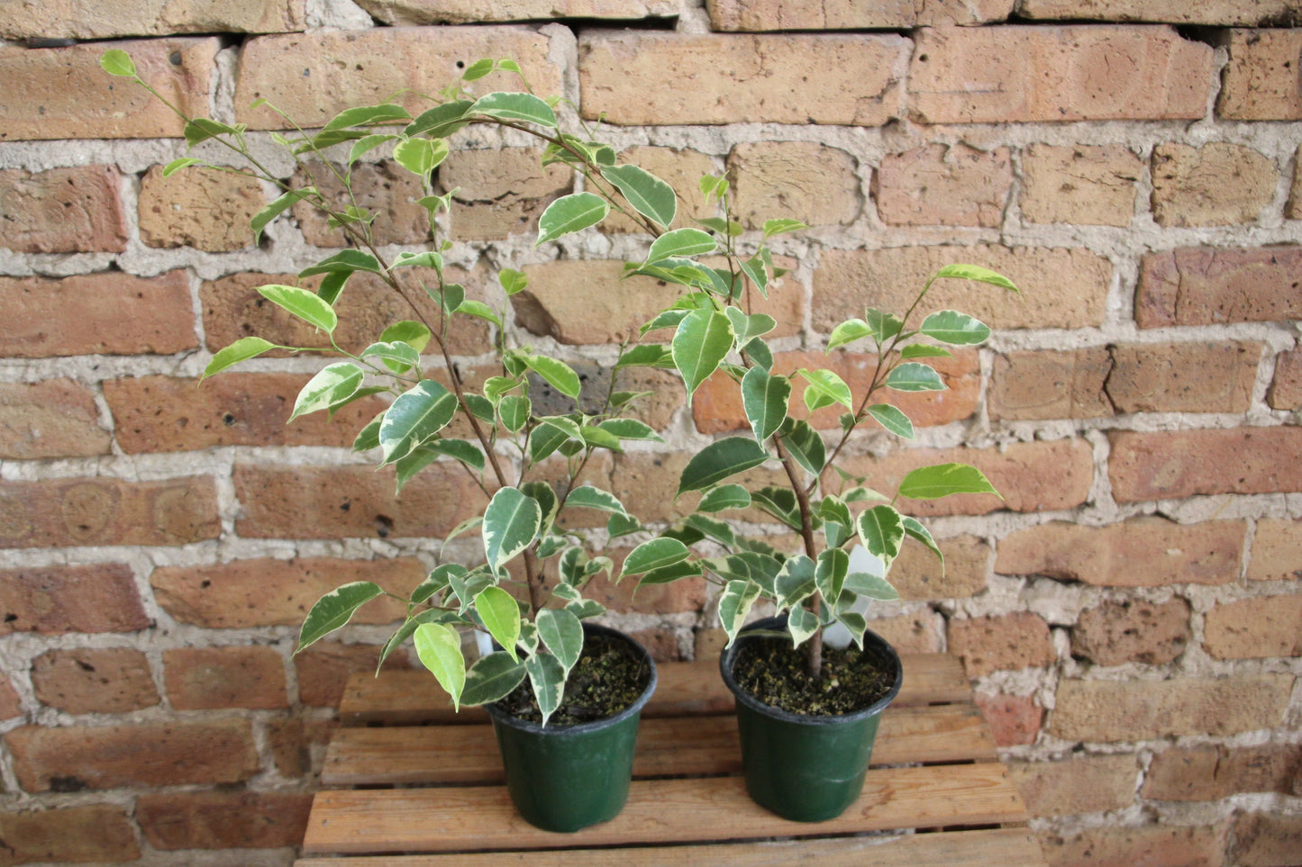 Ficus Benjamina 'Weeping Fig'
