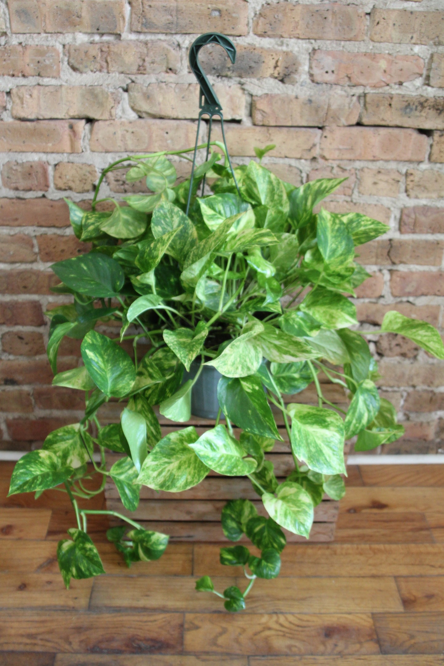 Pothos Golden