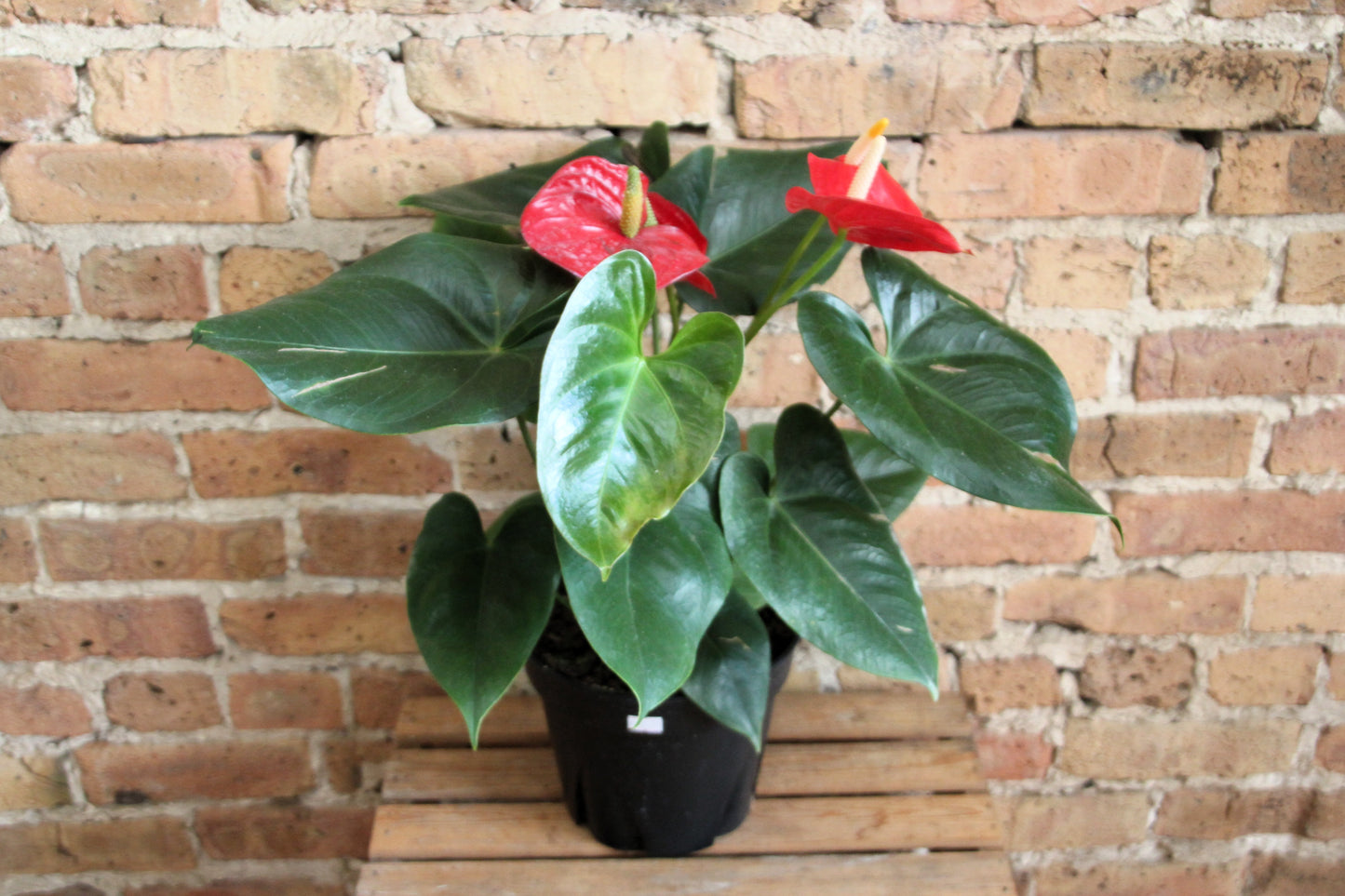 Anthurium Laceleaf
