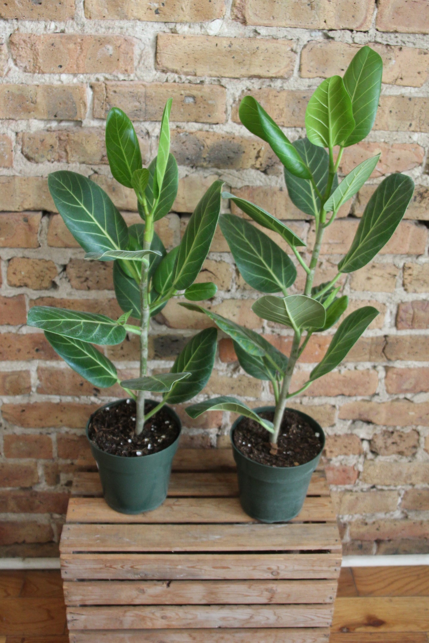 Ficus Audrey
