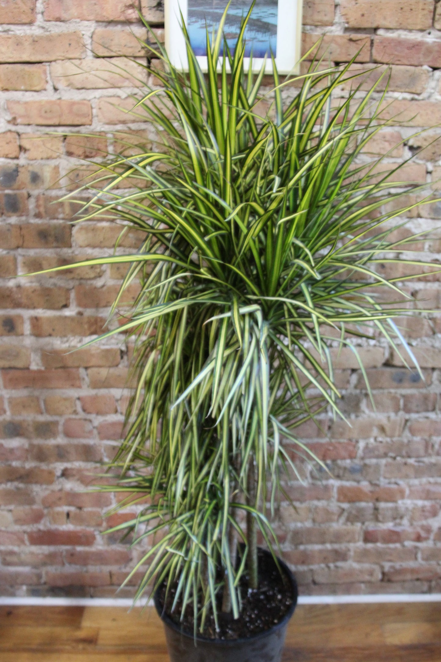Dracaena Marginata