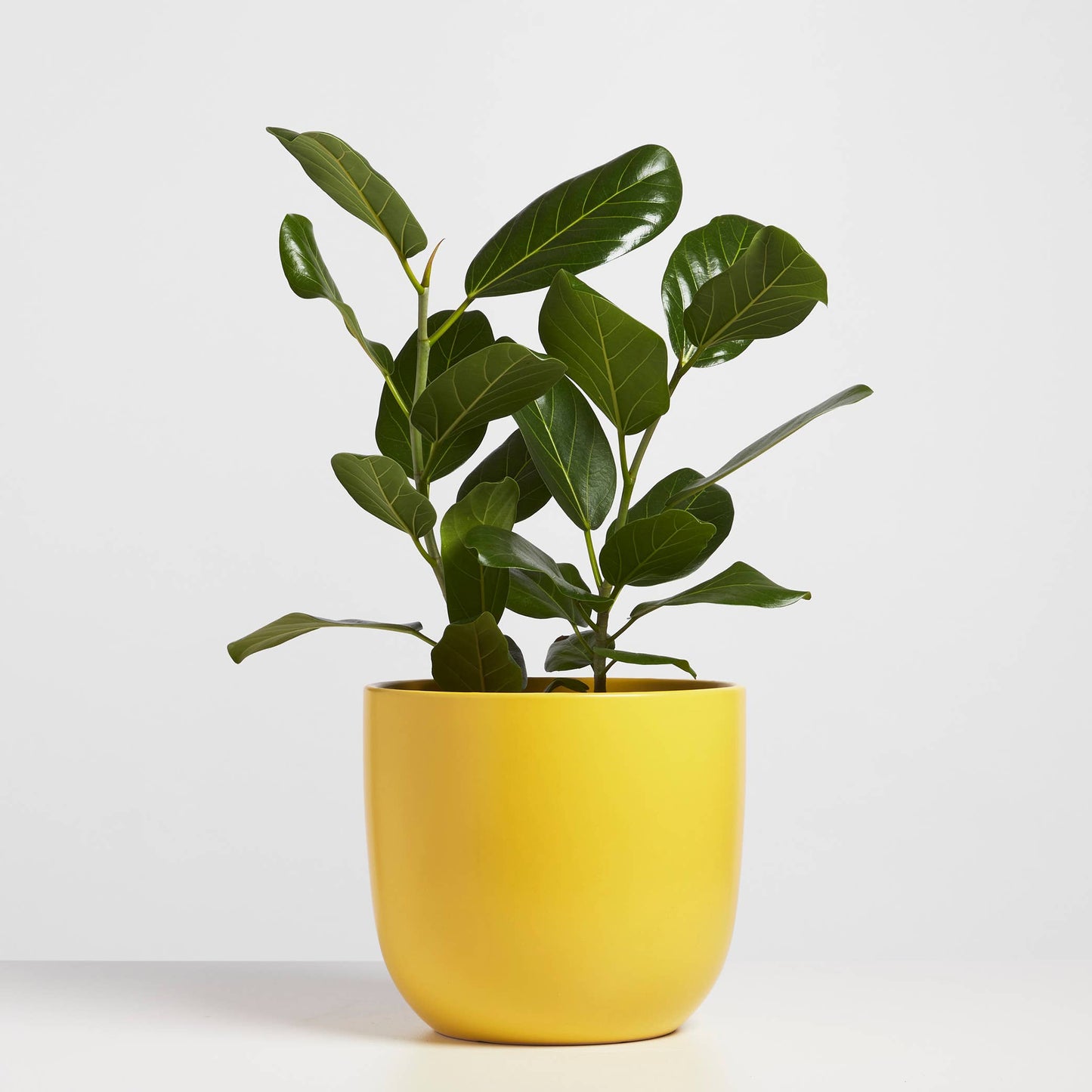 Contour Ceramic Planter (5"-7")