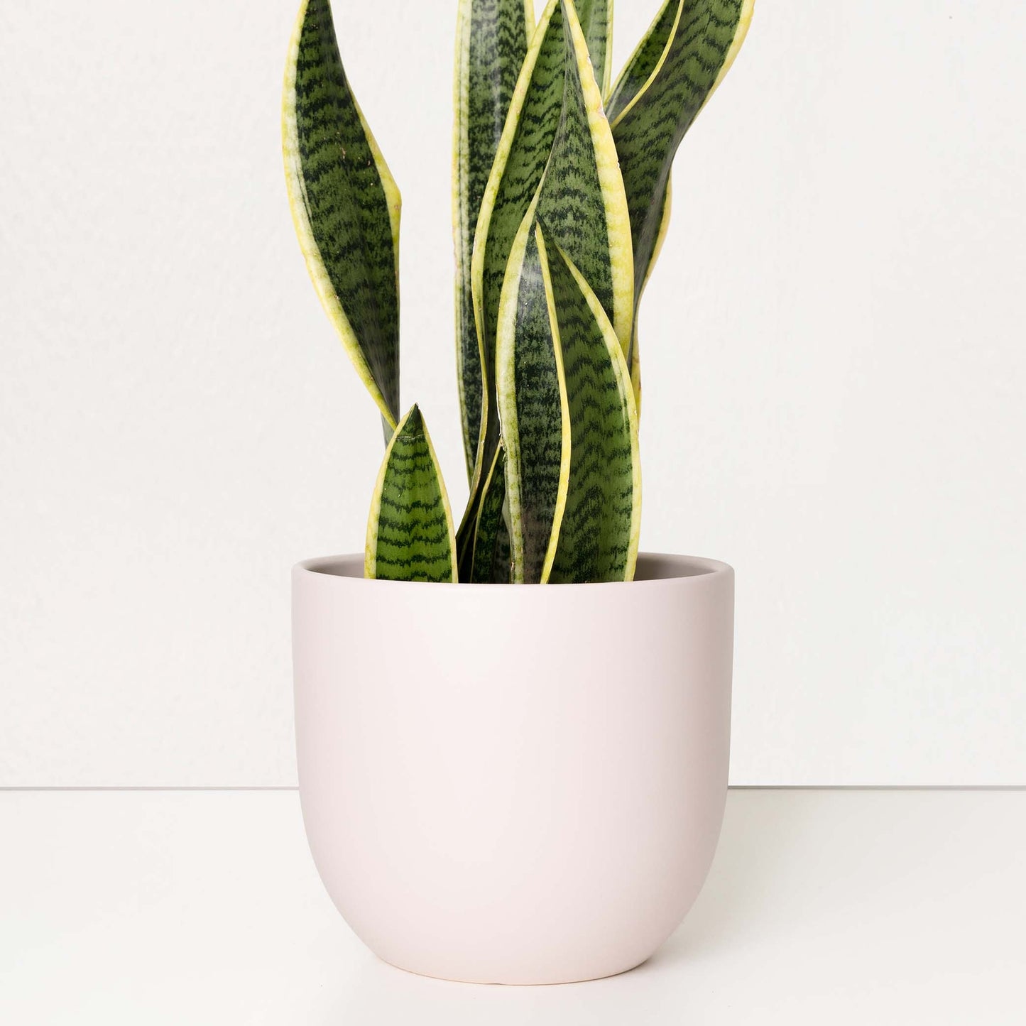 Contour Ceramic Planter (5"-7")