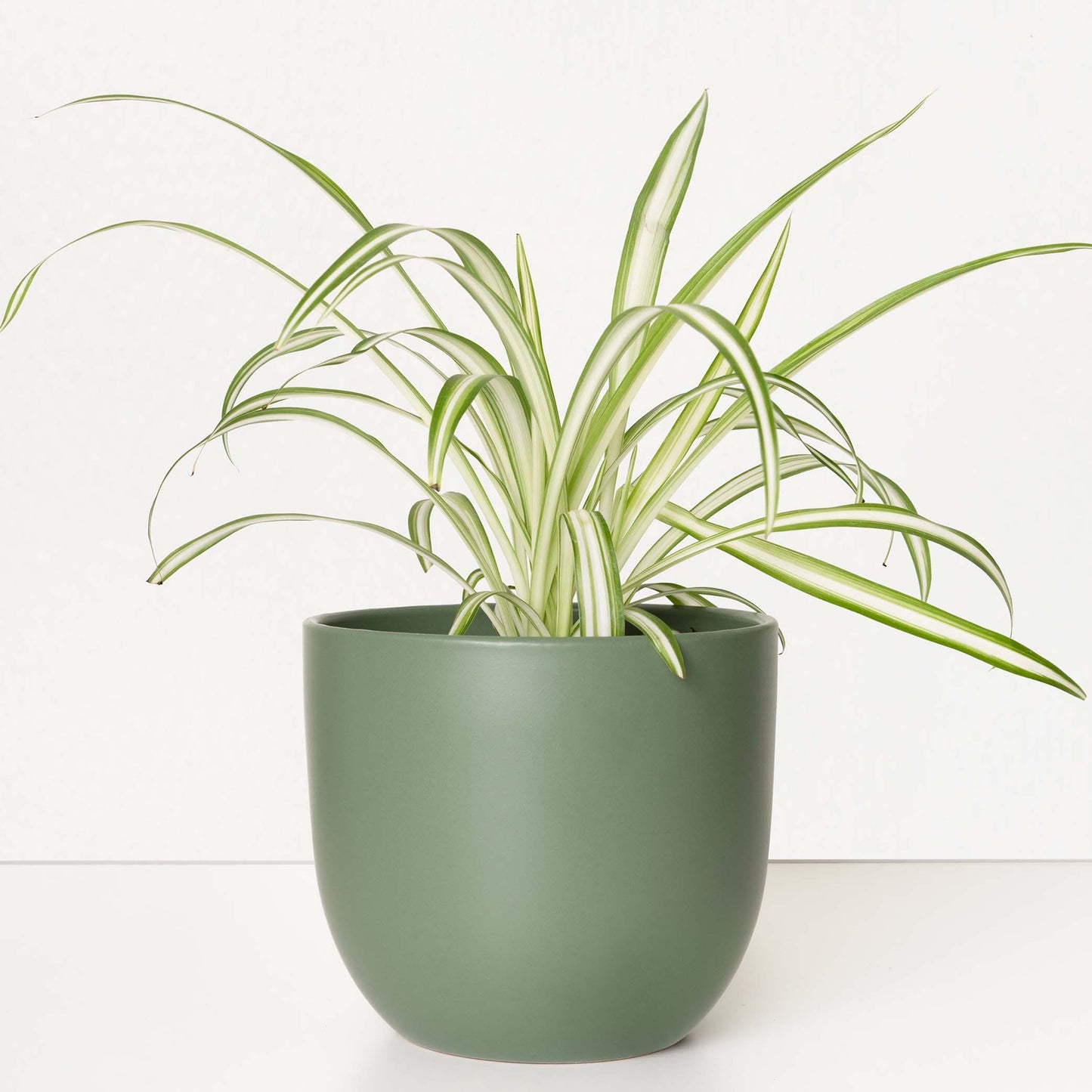 Contour Ceramic Planter (5"-7")