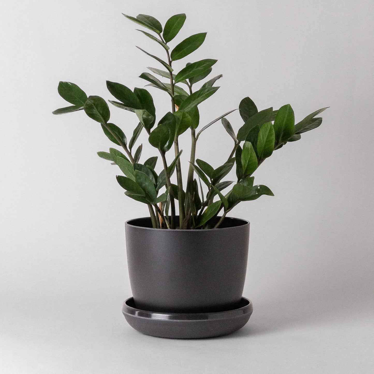 Bio-Fiber Earth Planter 7"