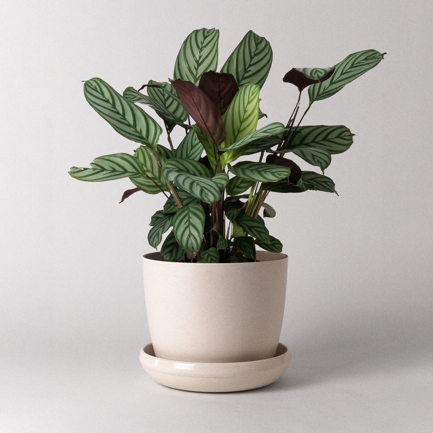 Bio-Fiber Earth Planter 7"