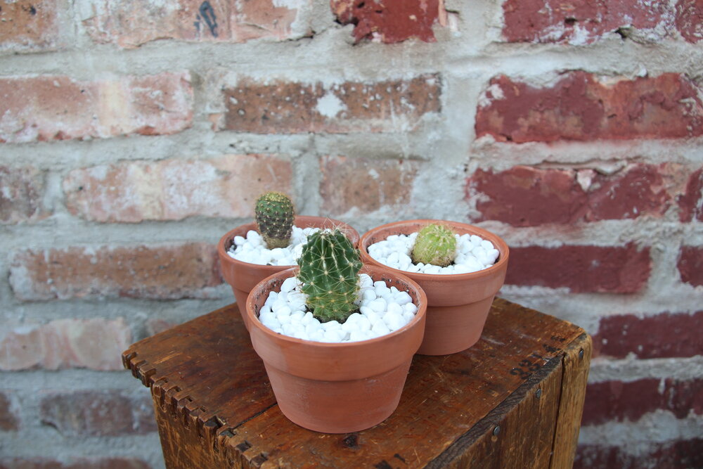 Cactus - Assorted
