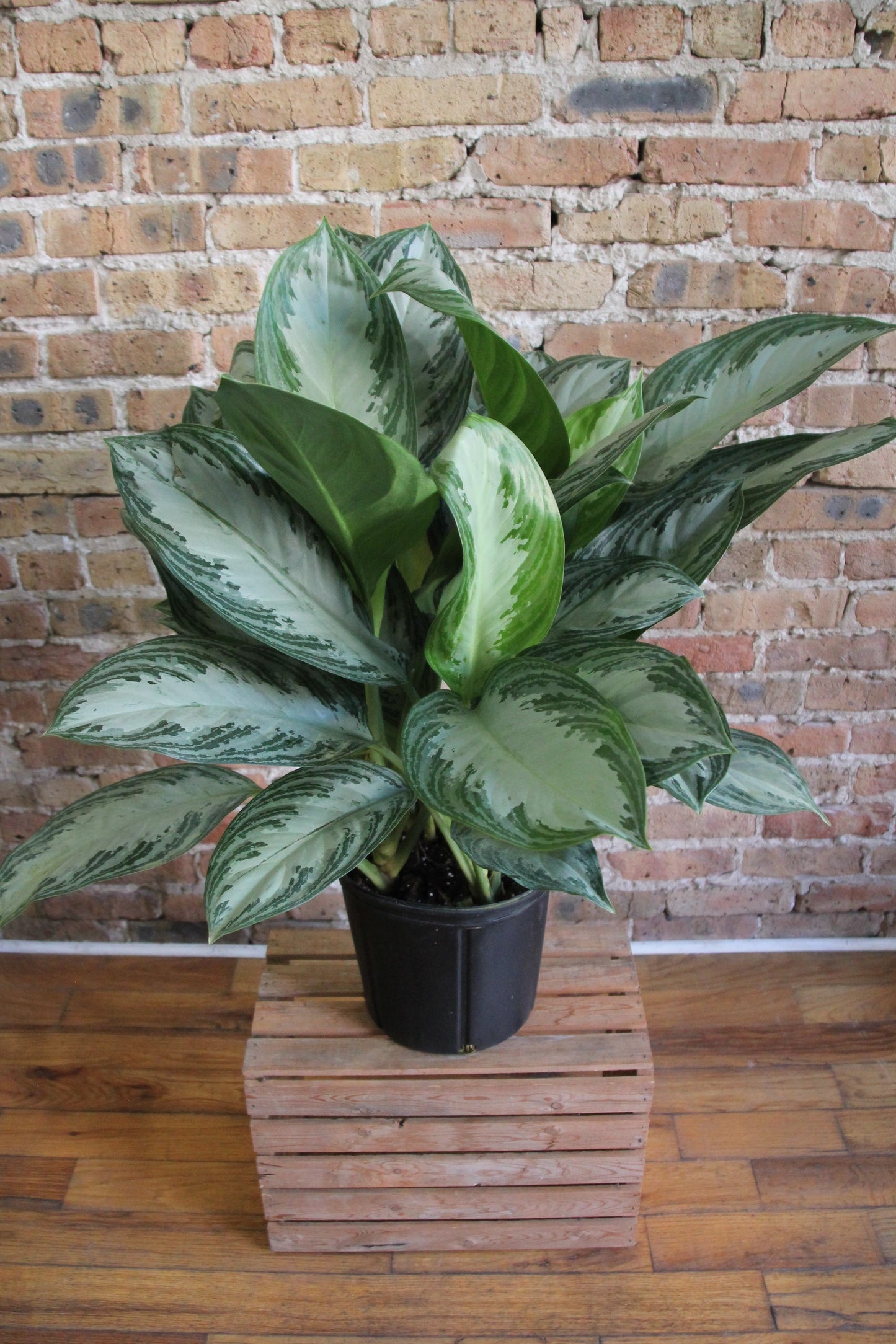 Aglaonema Silver Bay