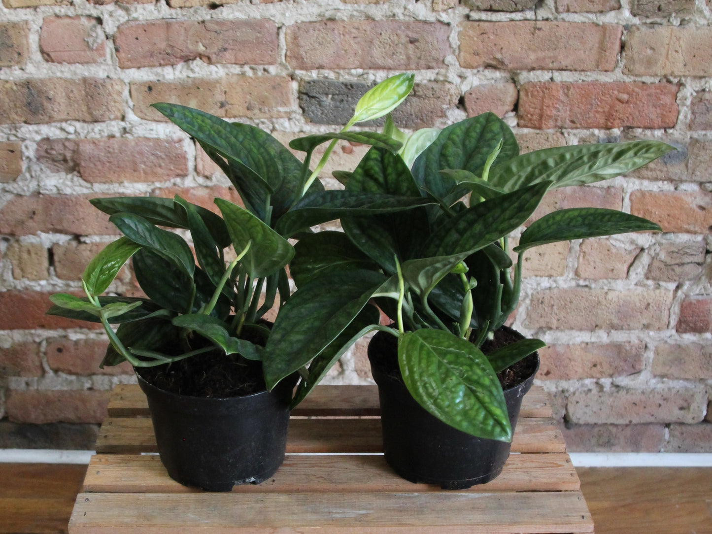 Monstera Karstenianum 'Peru'