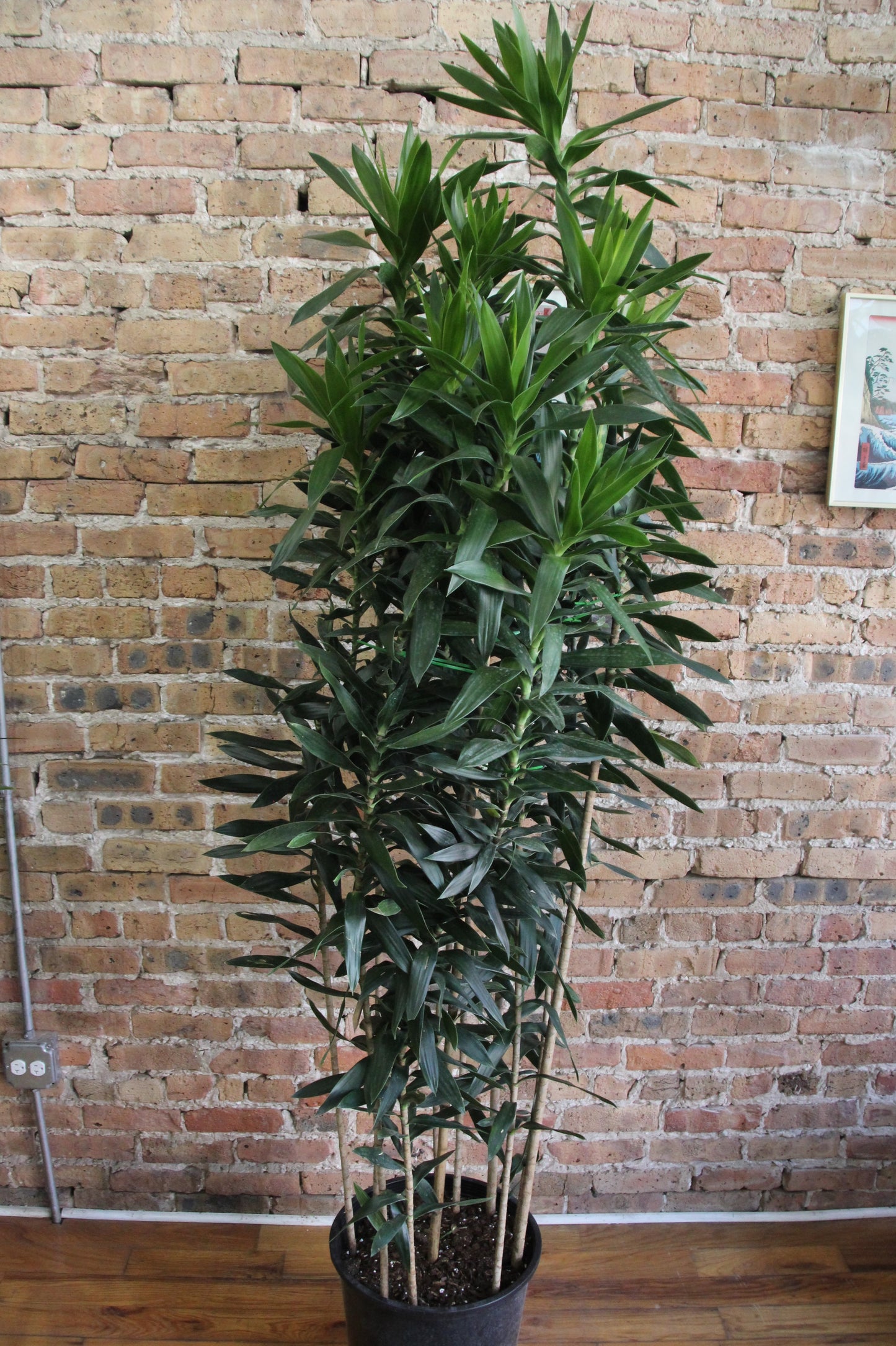 Dracaena Reflexa