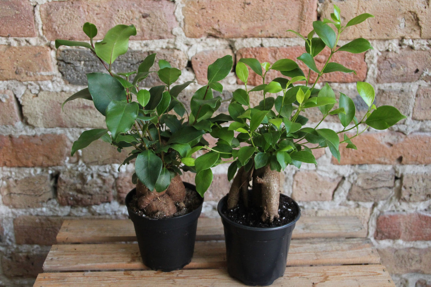 Ficus Microcarpa 'Ginseng'