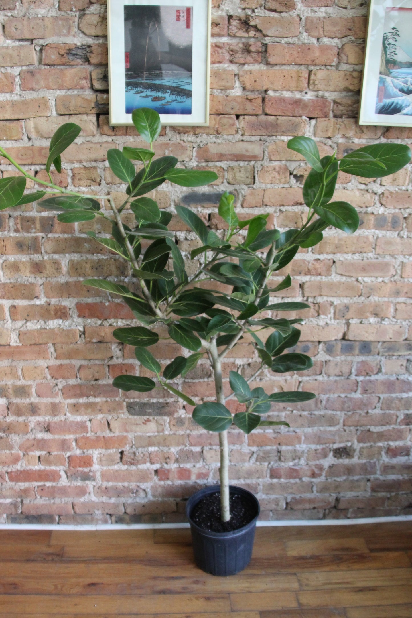 Ficus Audrey