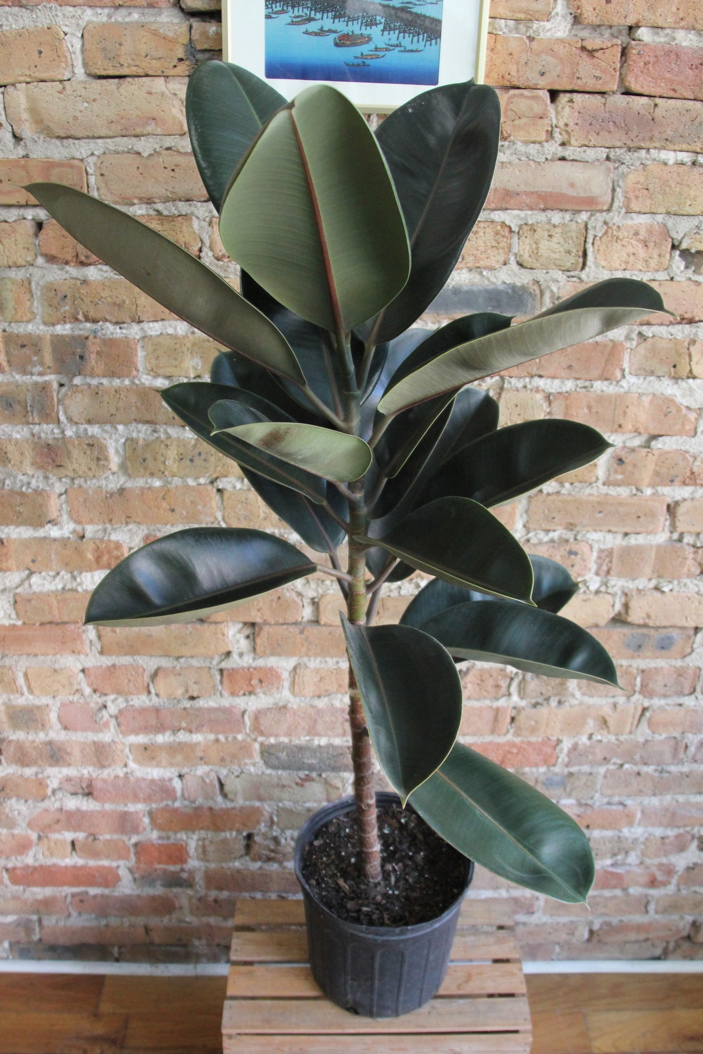 Ficus Elastica Burgundy 'Rubber Tree'