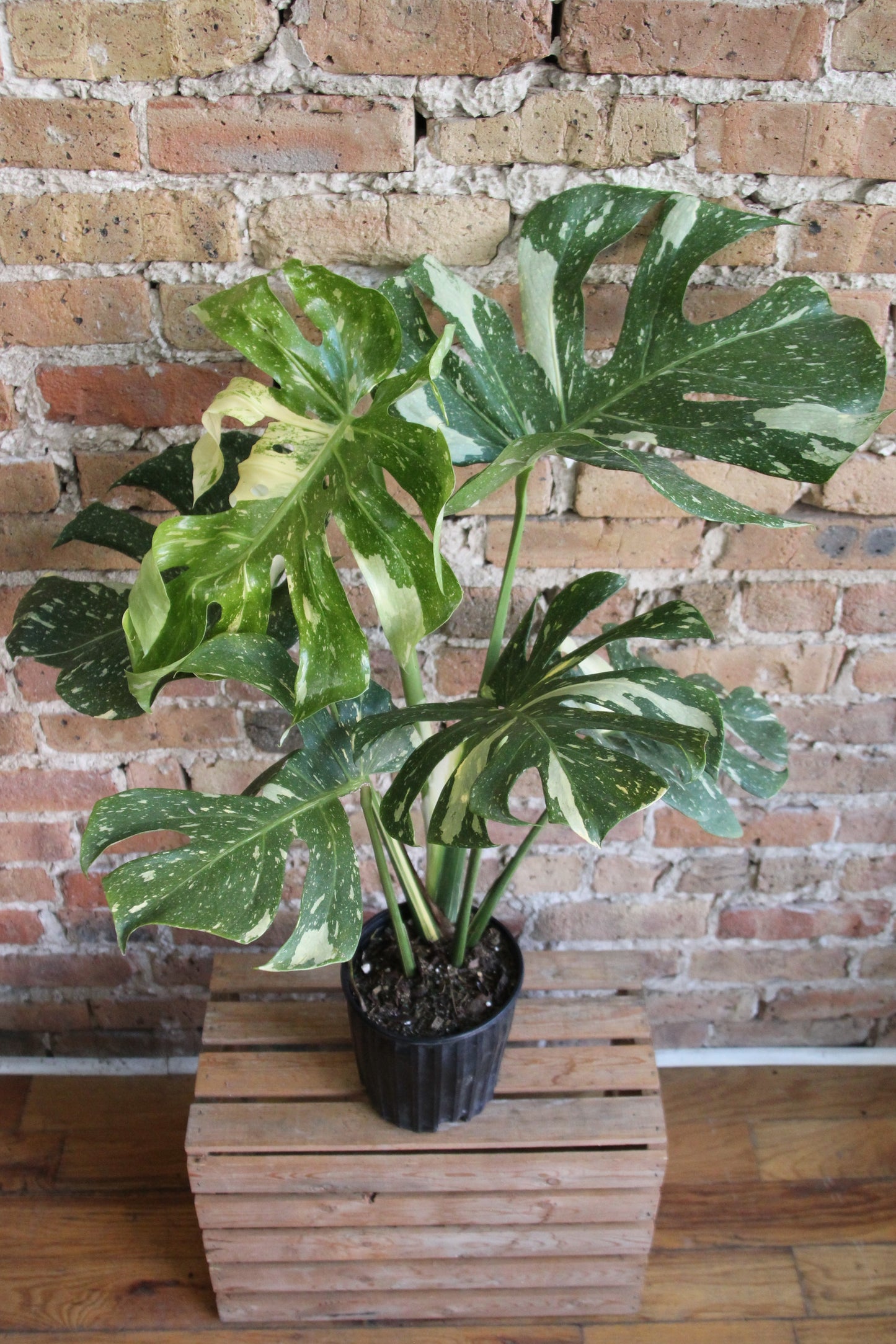 Monstera Deliciosa 'Thai Constellation'