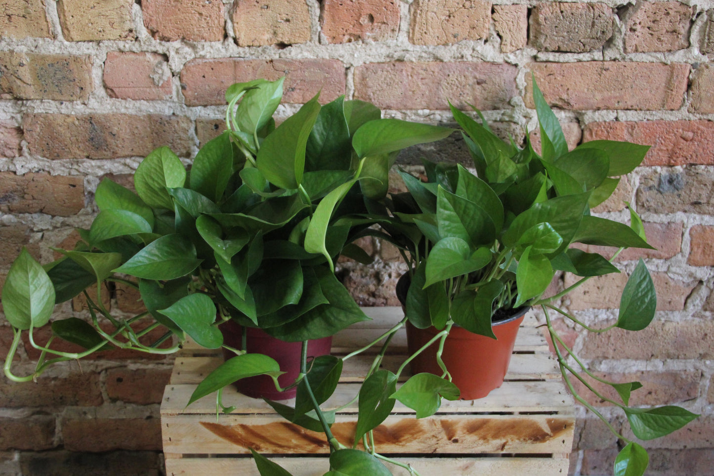 Pothos Jade