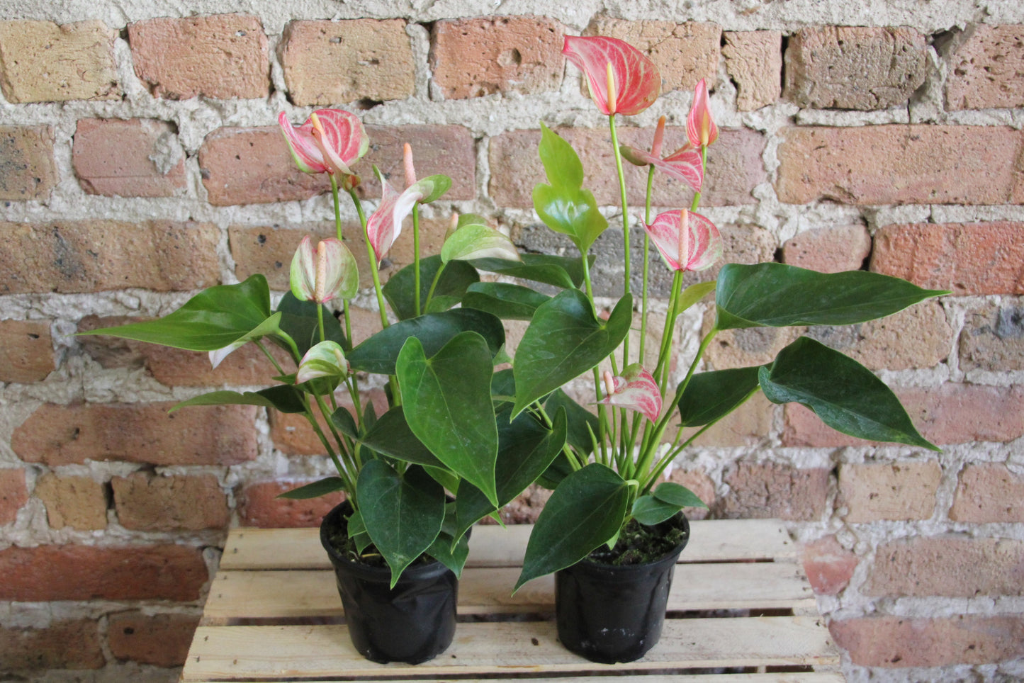 Anthurium Laceleaf