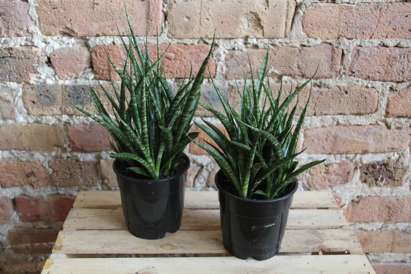 Sansevieria Fernwood
