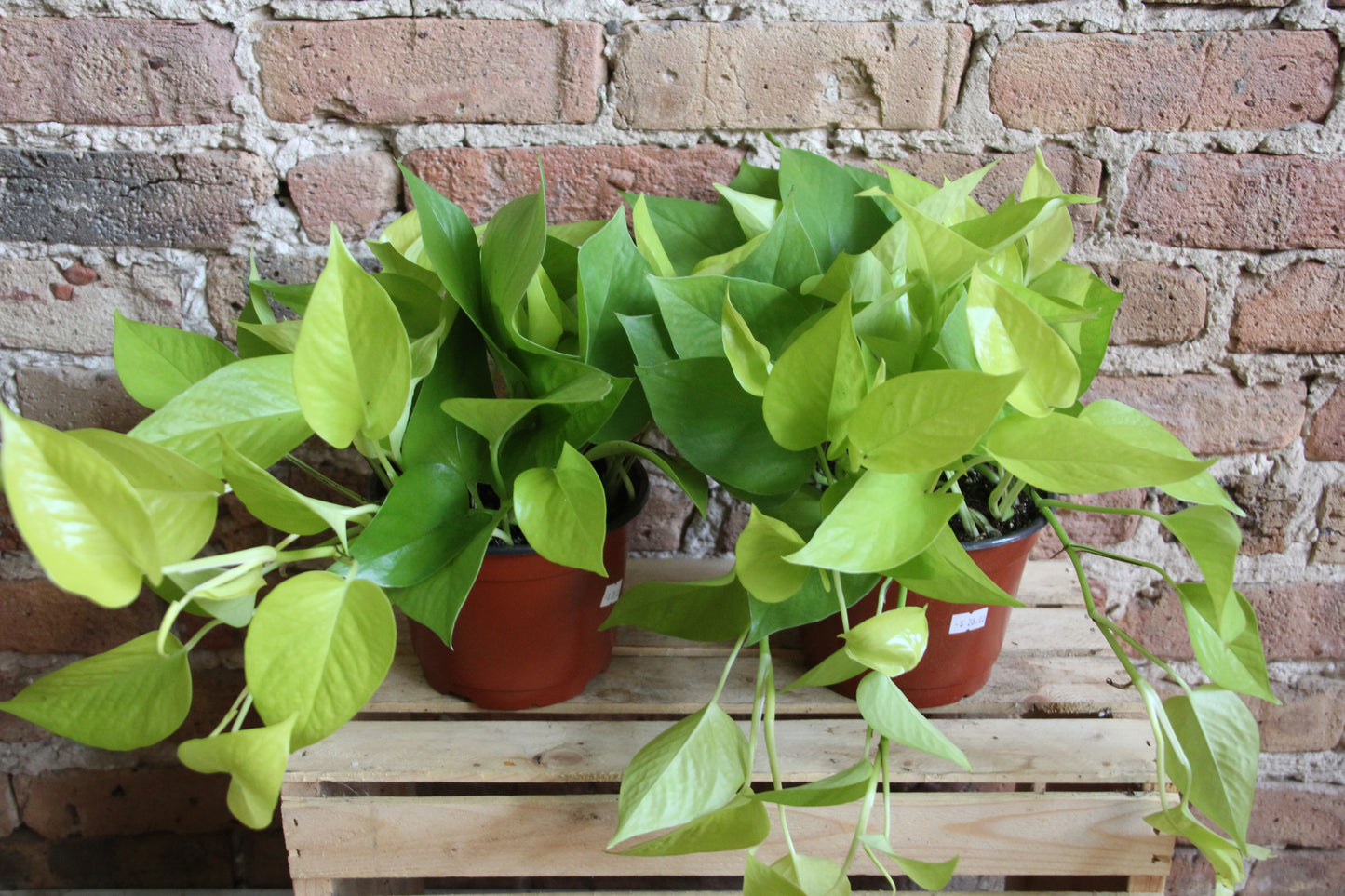 Pothos Neon