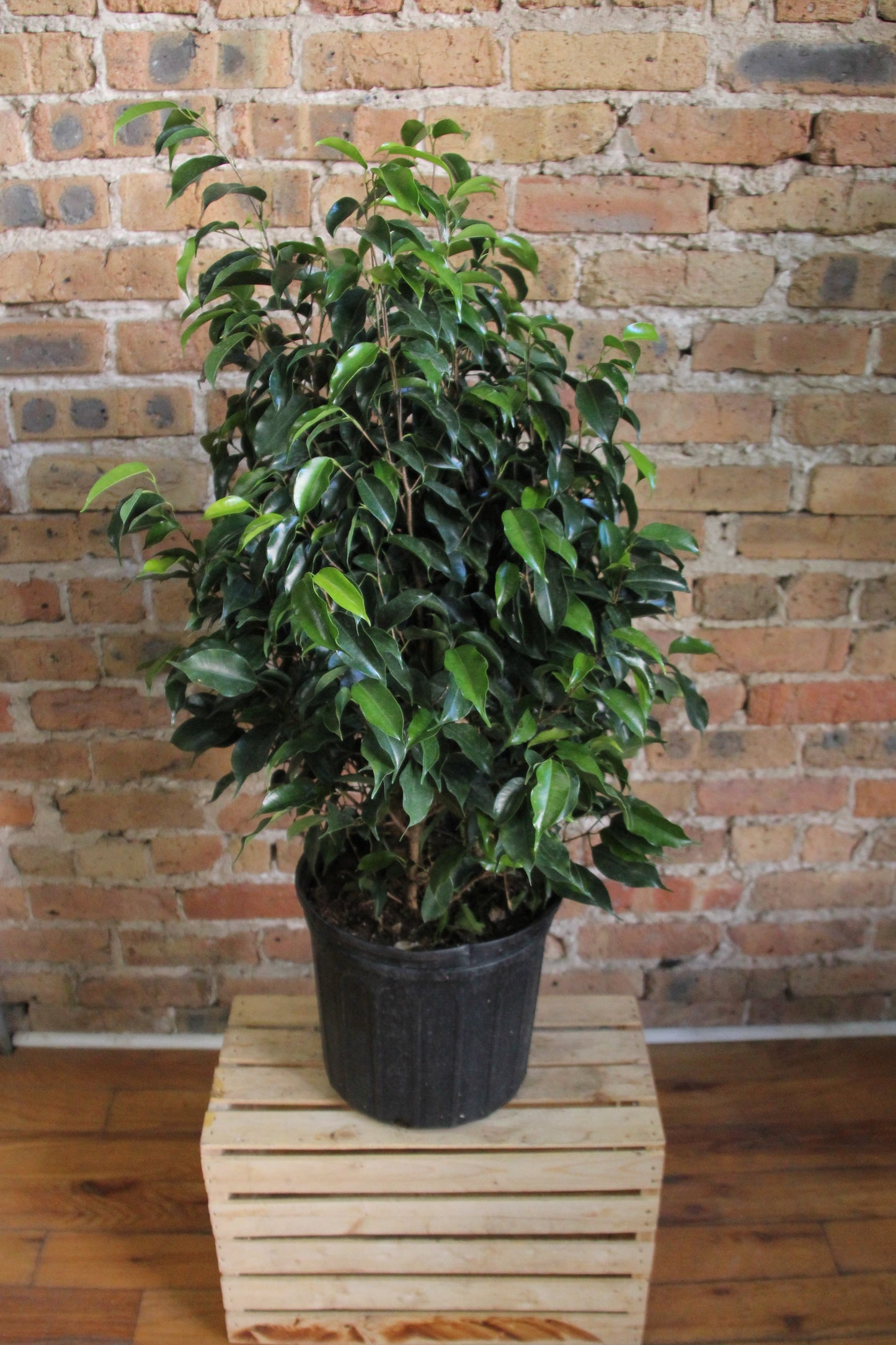 Ficus Benjamina 'Weeping Fig'