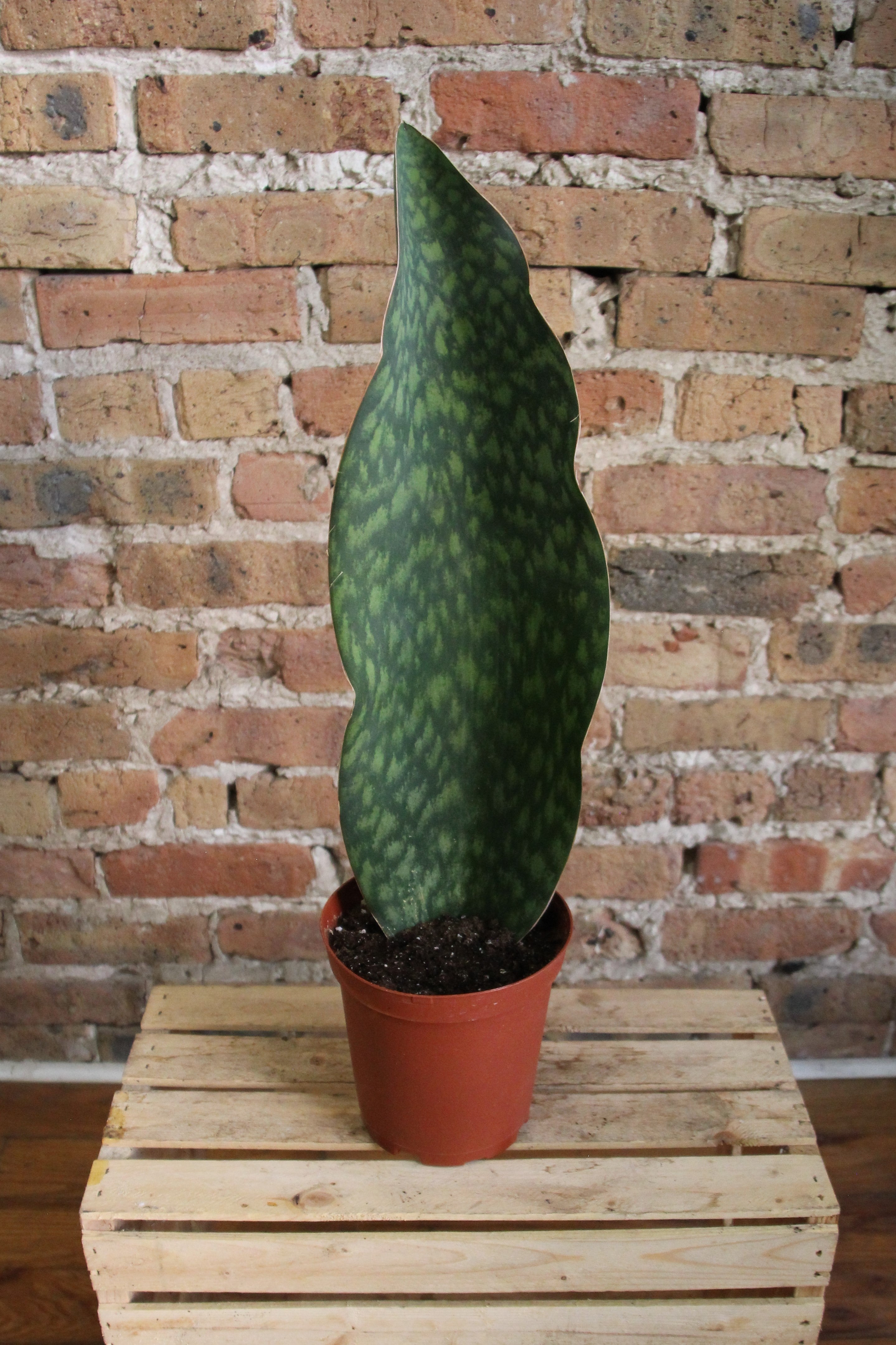 full grown whale fin snake plant Sansevieria Masoniana 'Whale Fin' – Chicago Plants