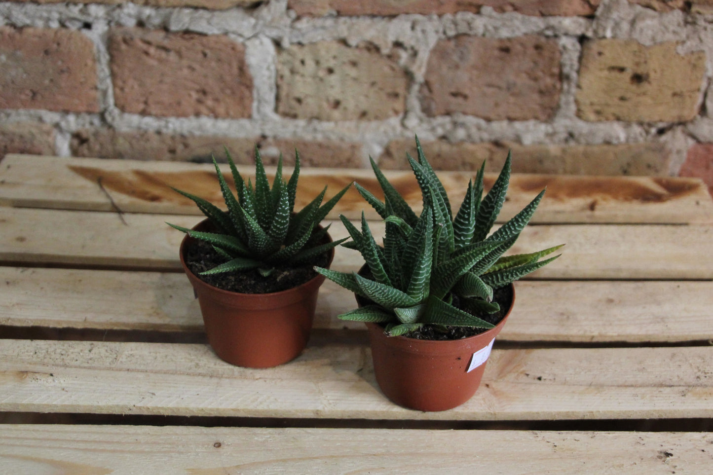 Haworthia (Assorted)