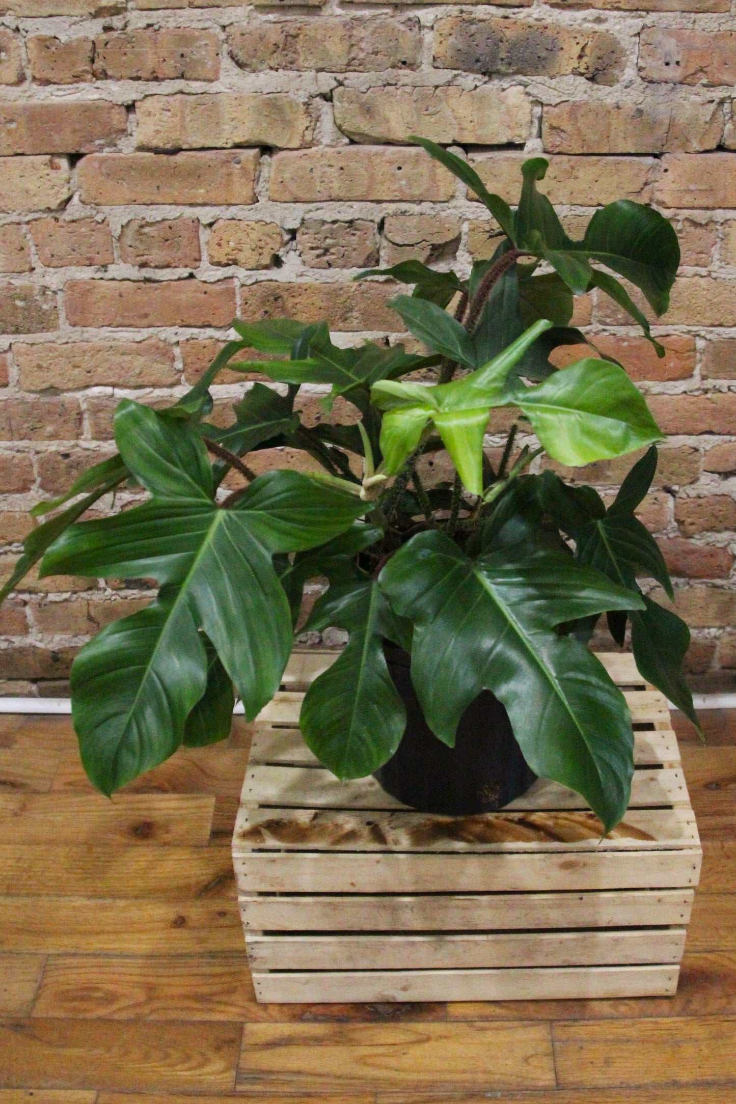 Philodendron Squamiferum