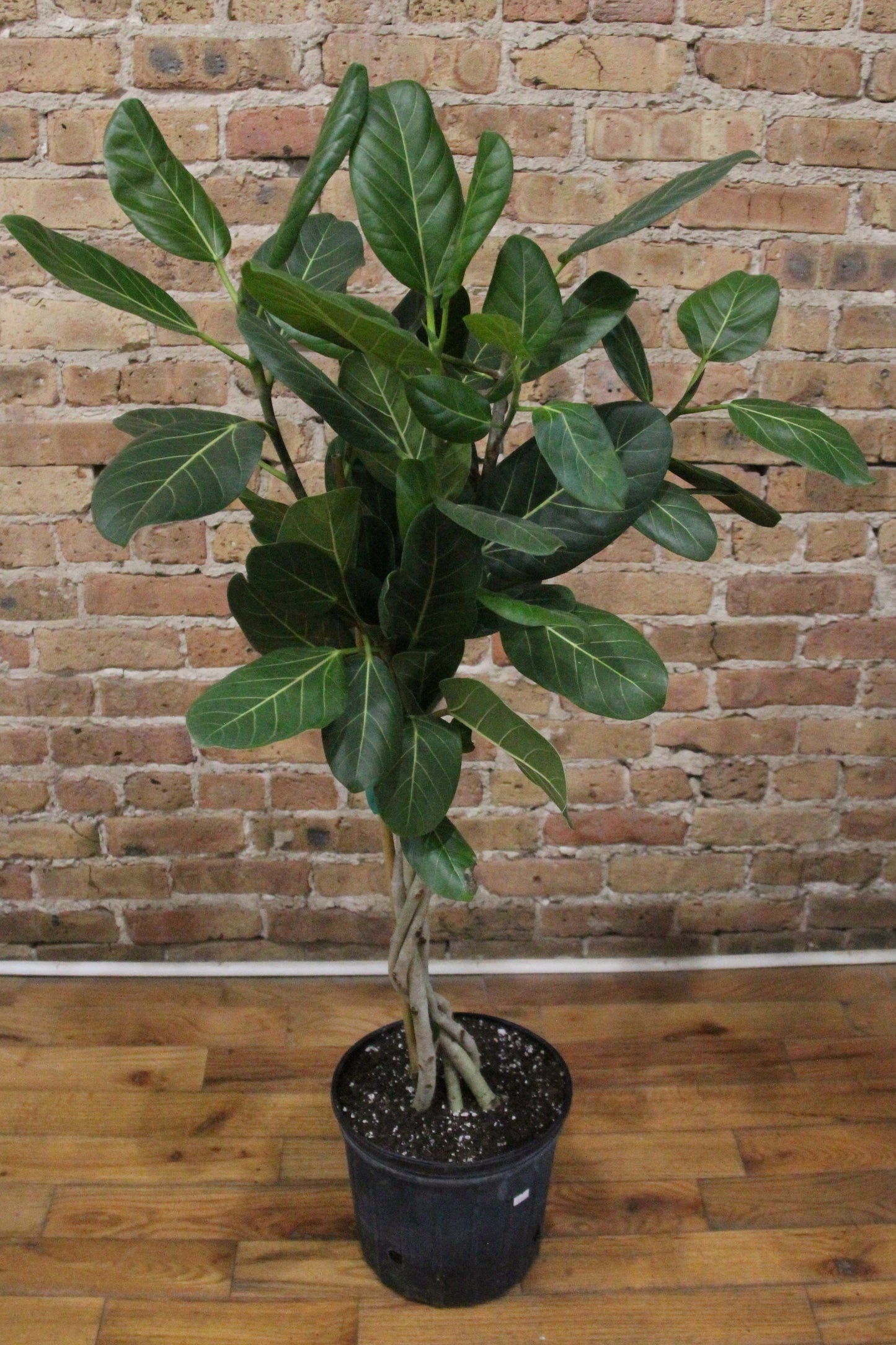 Ficus Audrey