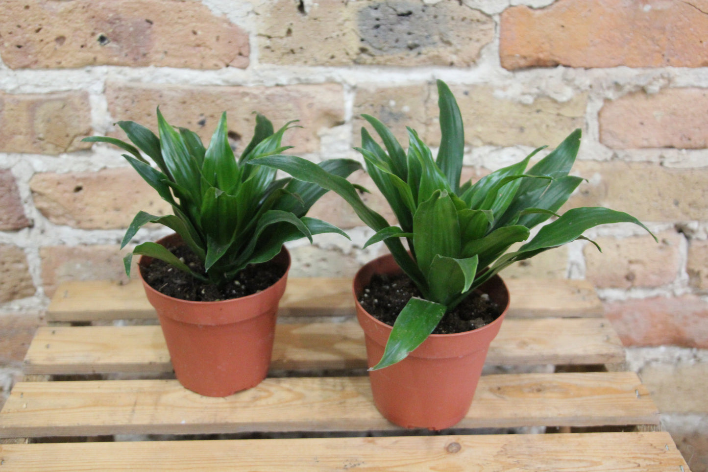 Dracaena Compacta 'Twister'