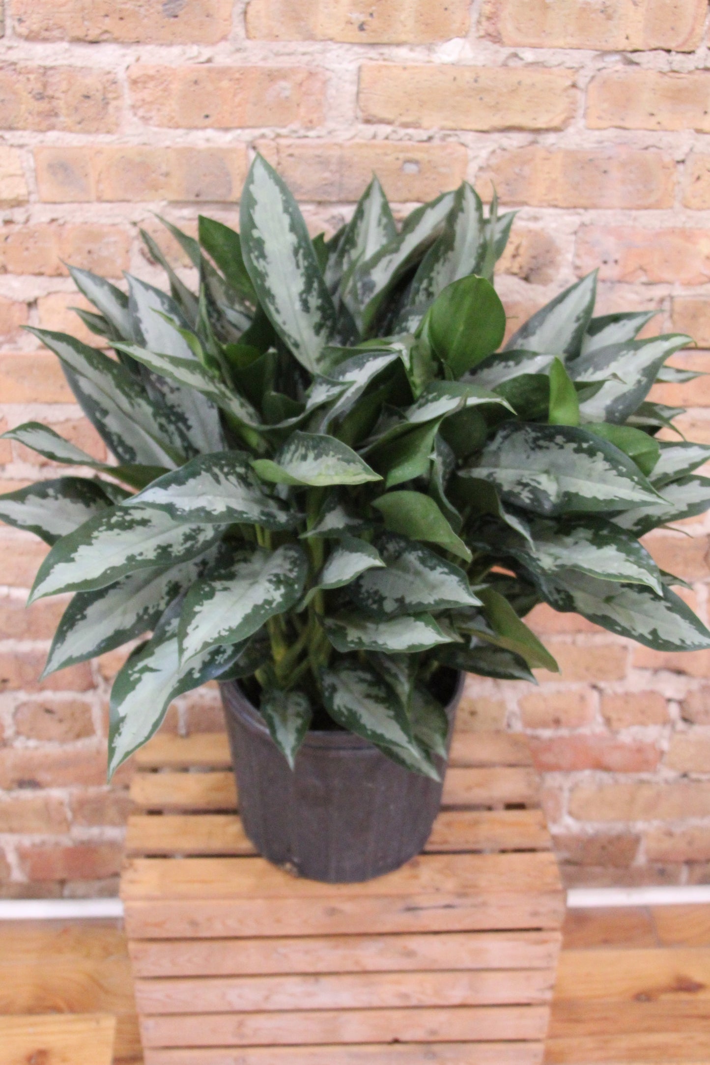 Aglaonema Jubilee Petite