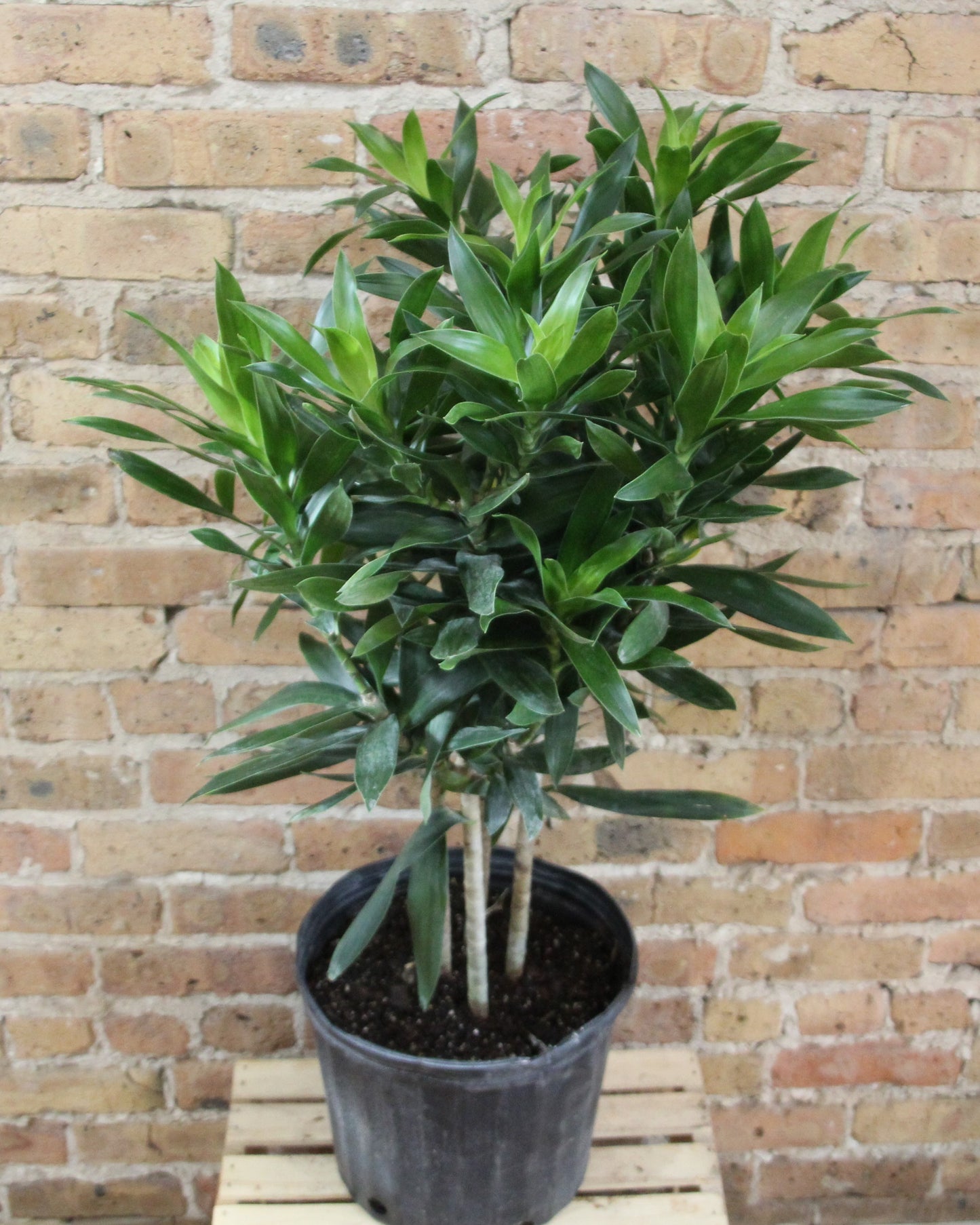 Dracaena Reflexa