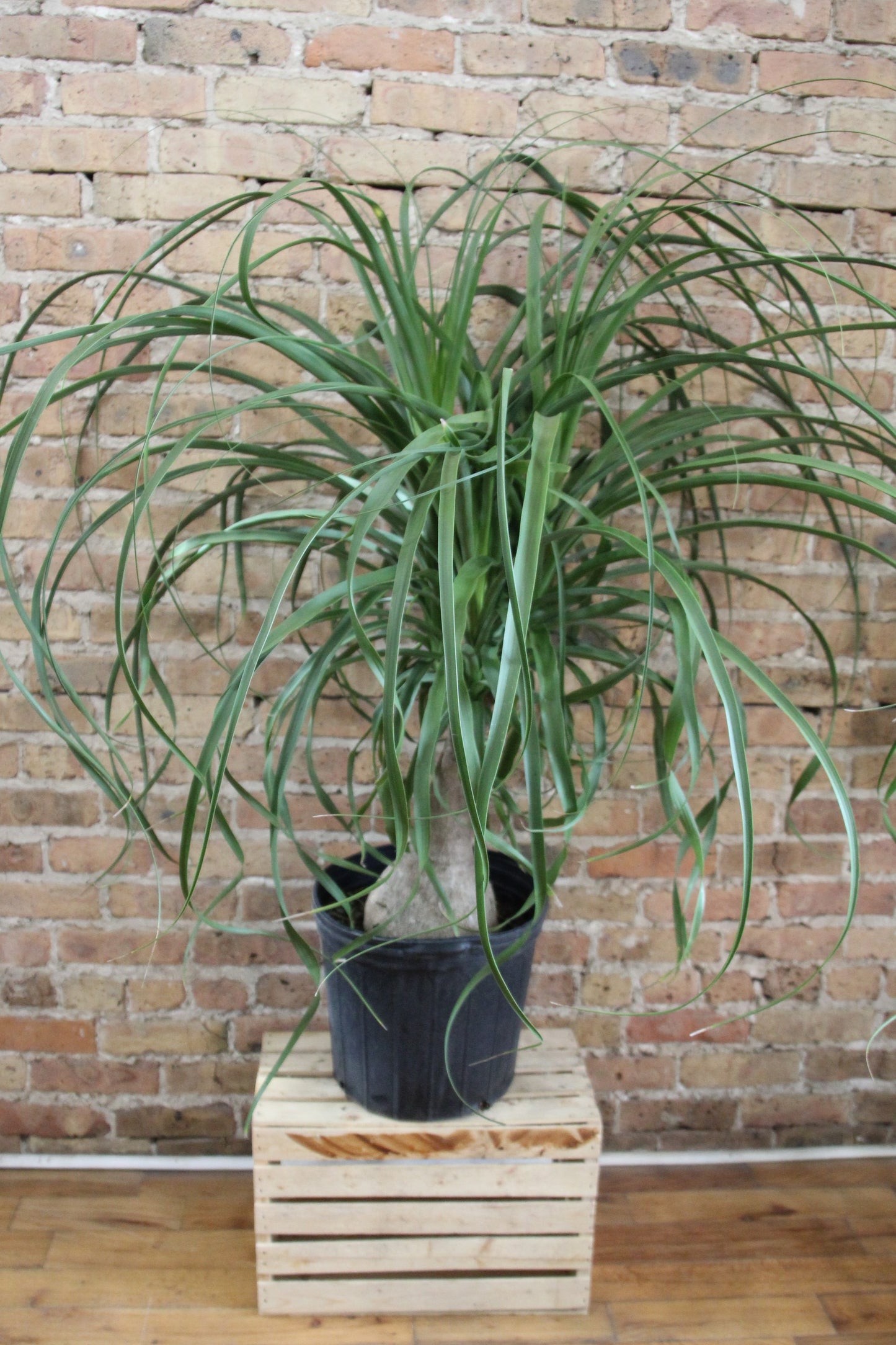 Ponytail Palm