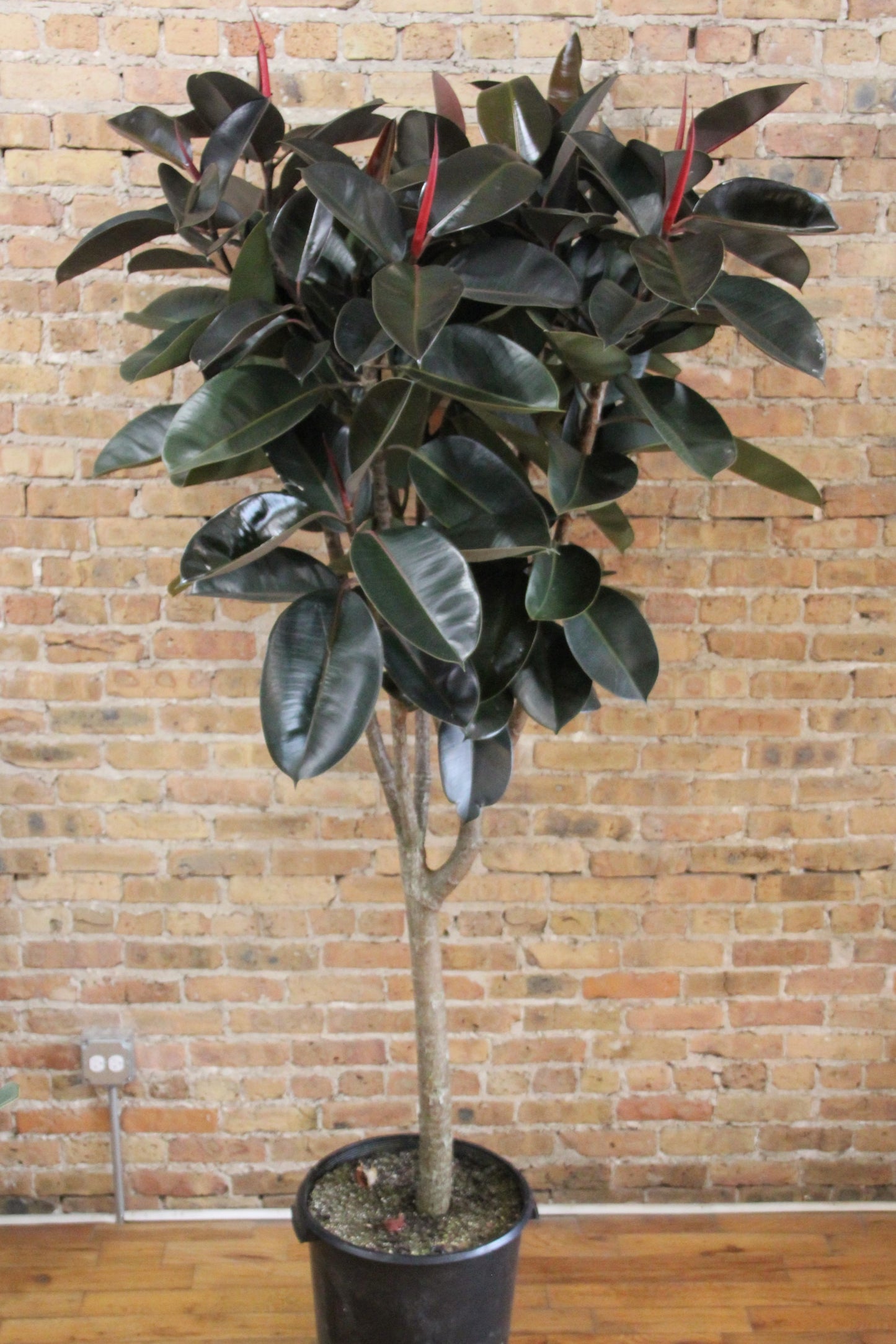 Ficus Elastica Burgundy 'Rubber Tree'