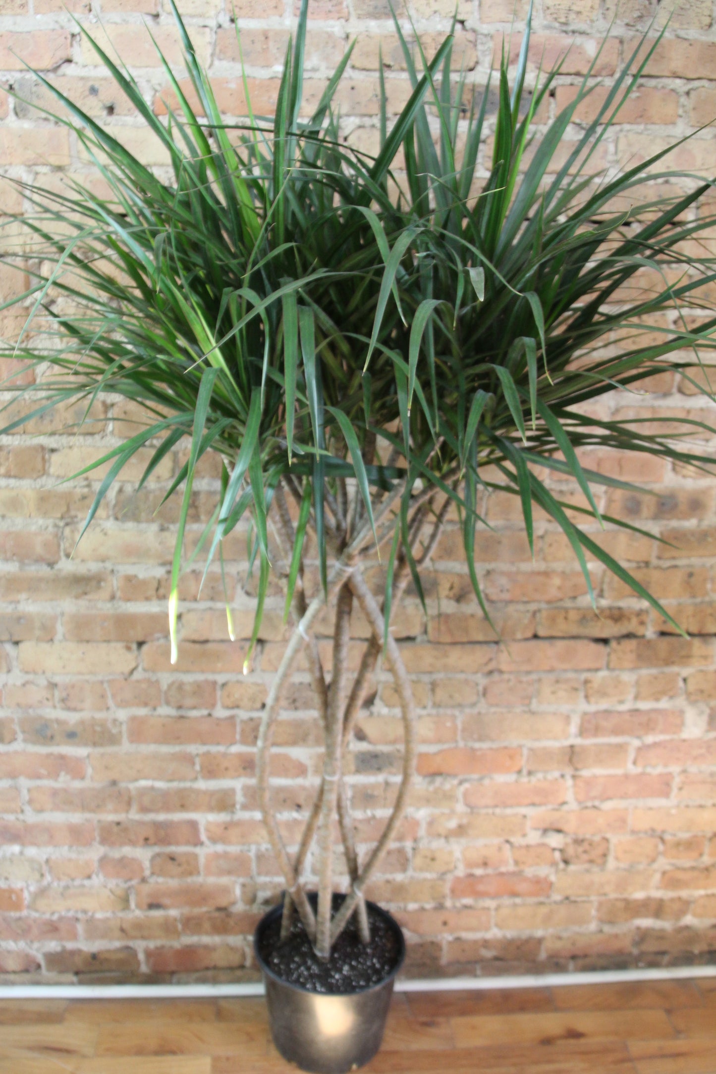 Dracaena Marginata