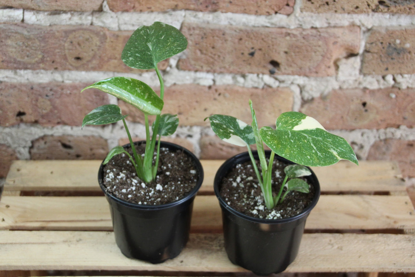 Monstera Deliciosa 'Thai Constellation'