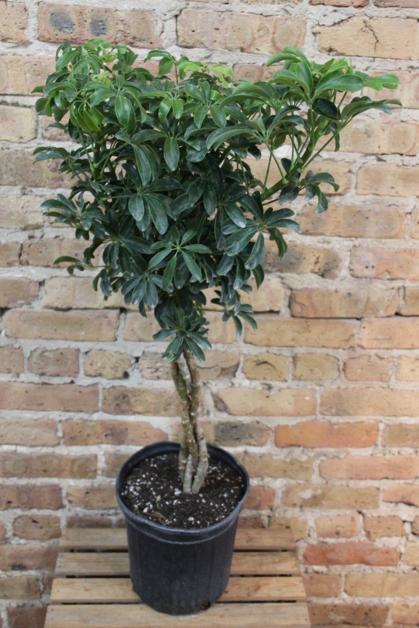 Schefflera Arboricola