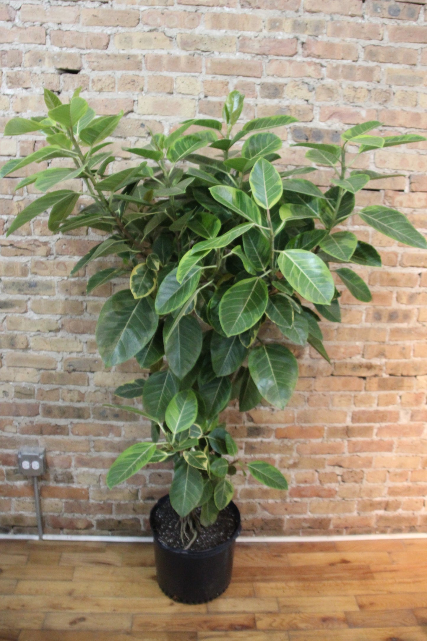 Ficus Altissima