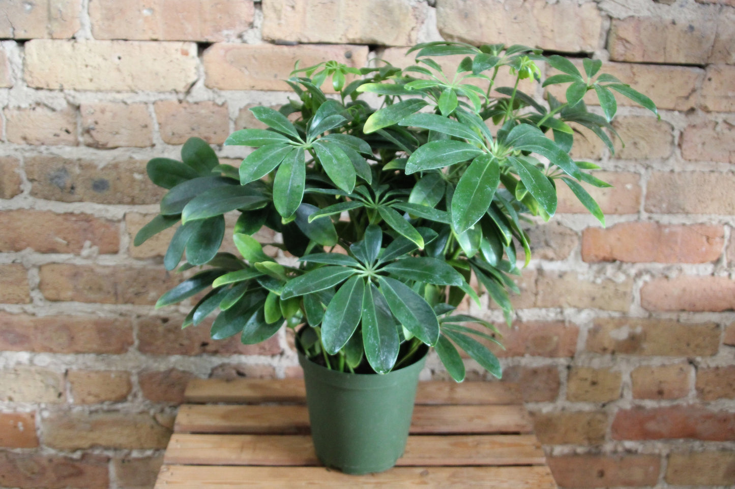 Schefflera Arboricola