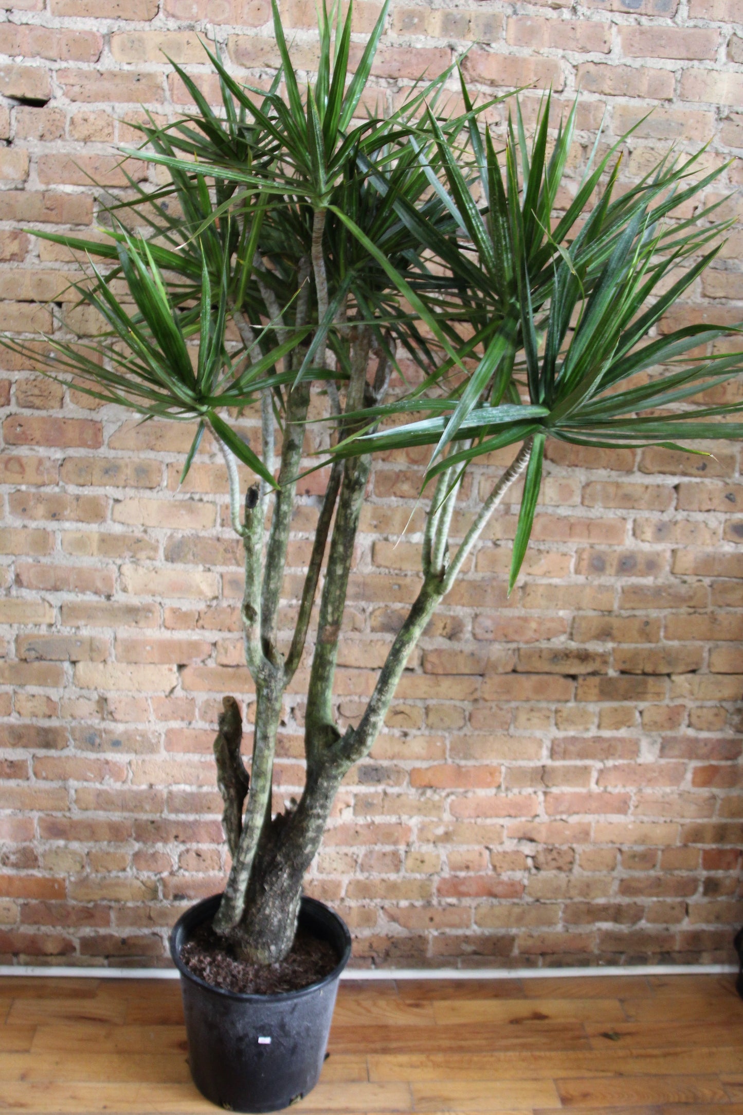 Dracaena Marginata