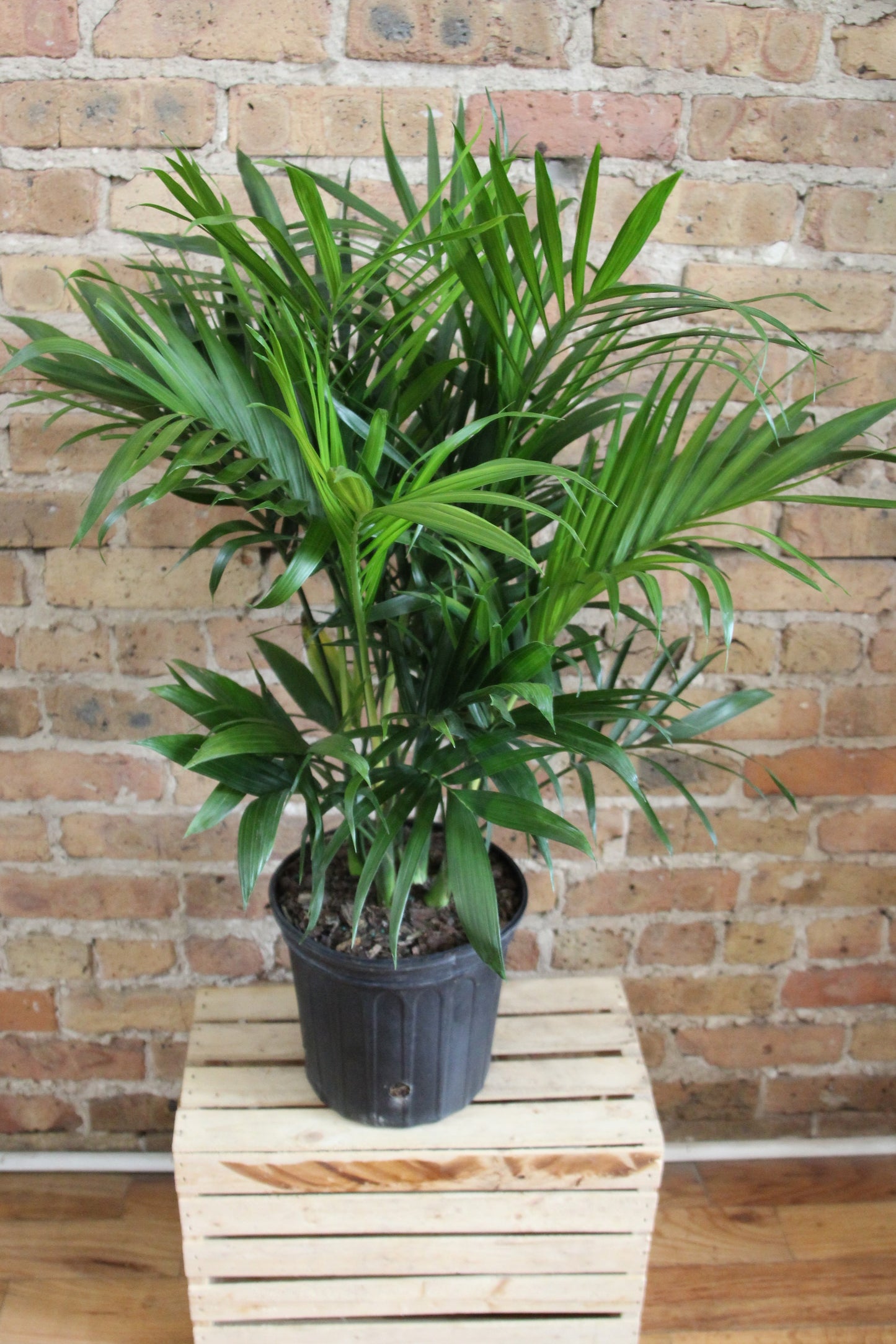 Chamaedorea 'Cat Palm'