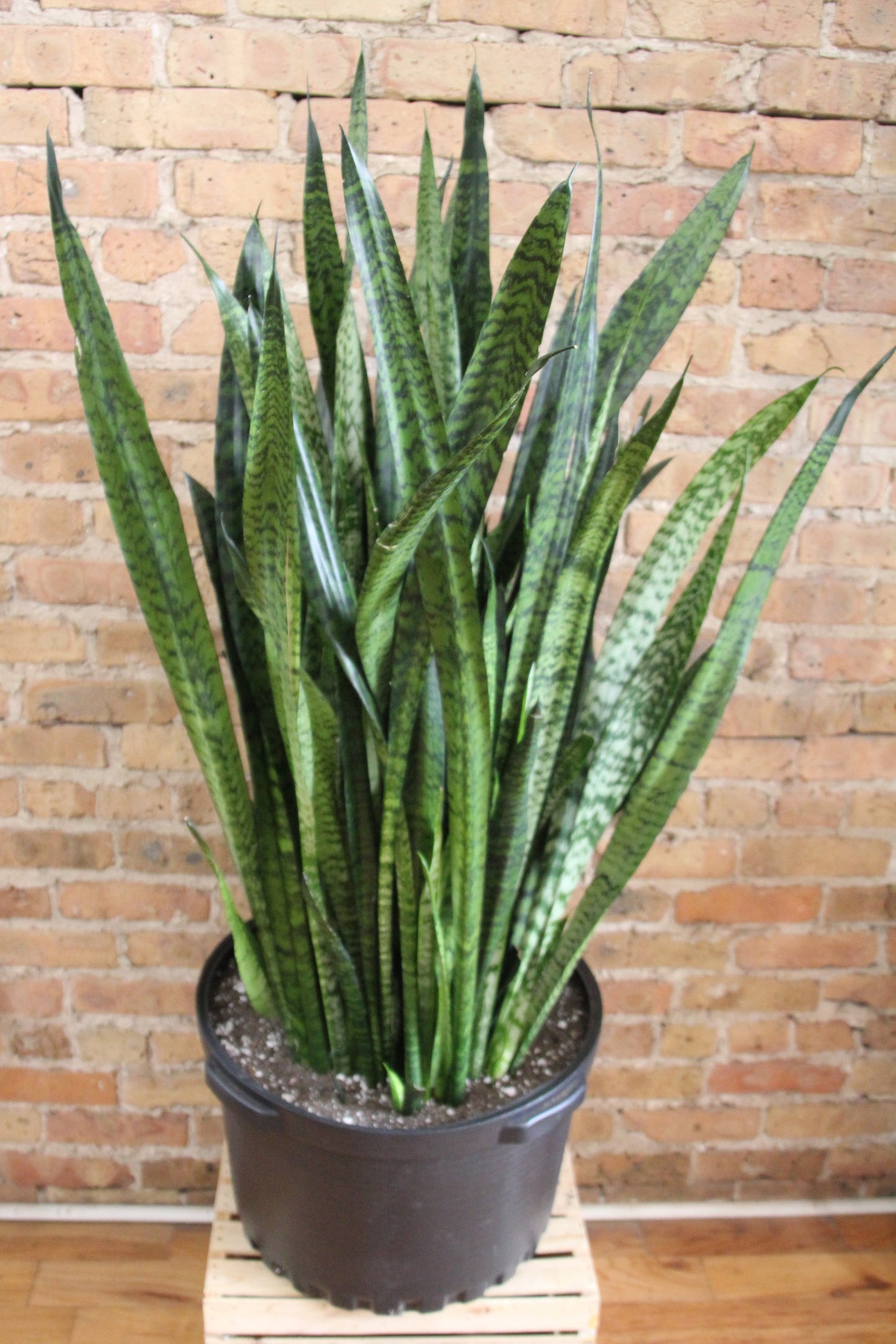 Sansevieria Zeylanica 'Wintergreen'