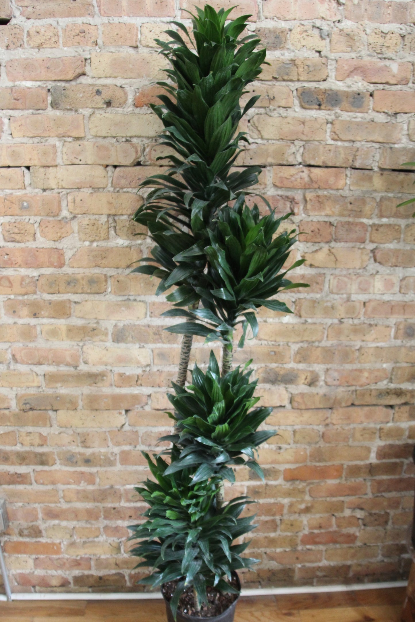 Dracaena Compacta 'Twister'