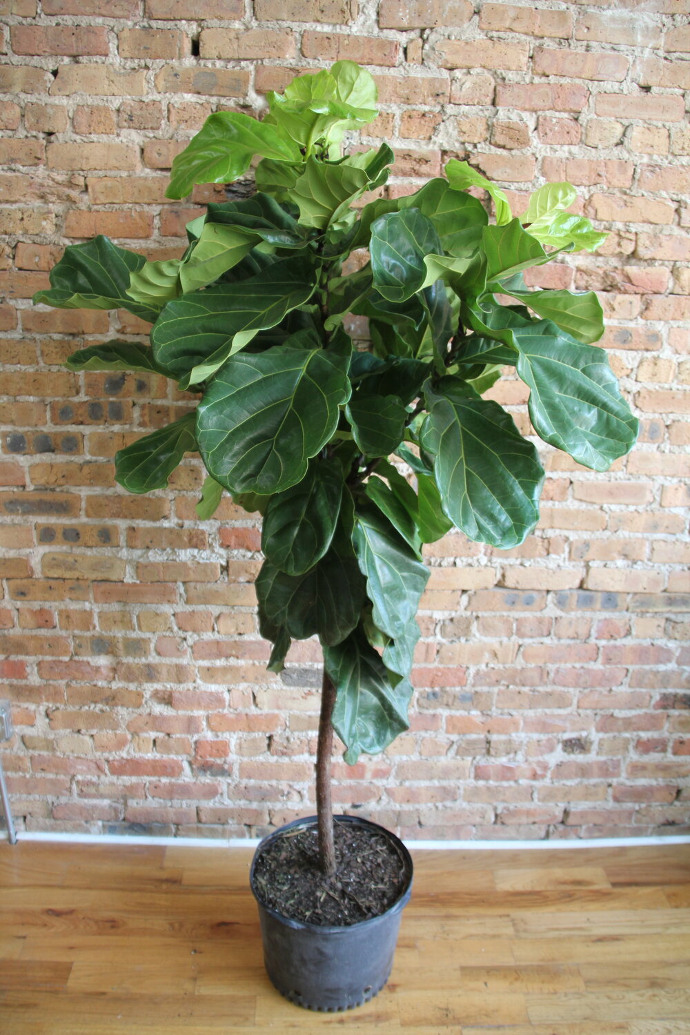 a fiddle leaf fig Ficus Lyrata 'Fiddle Leaf Fig'