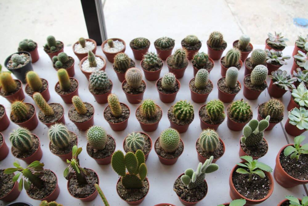 Cactus - Assorted
