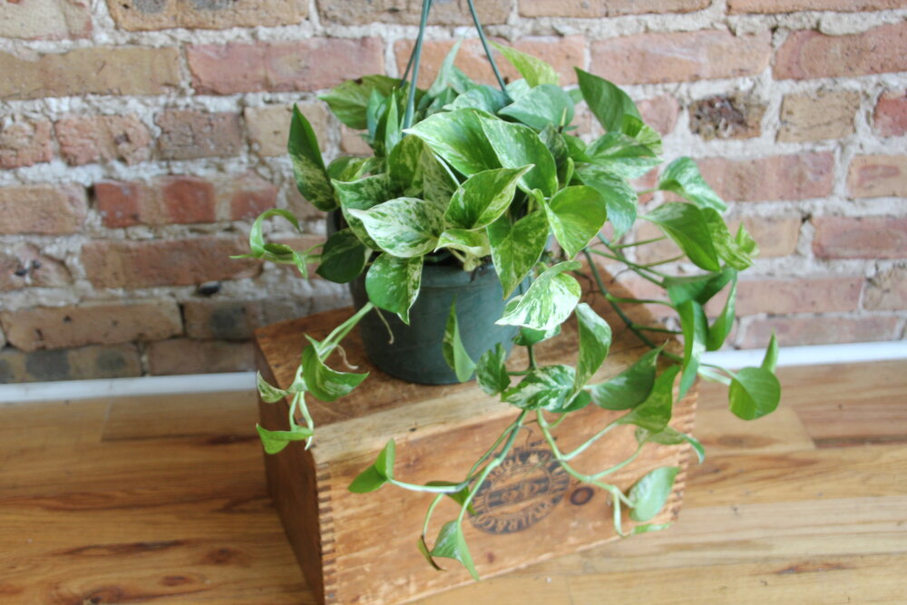 pothos beccariana Pothos Marble Queen – Chicago Plants